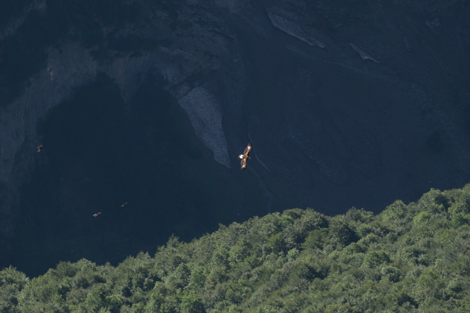 Eagle or vulture? How to decide, in the sky and in our heads