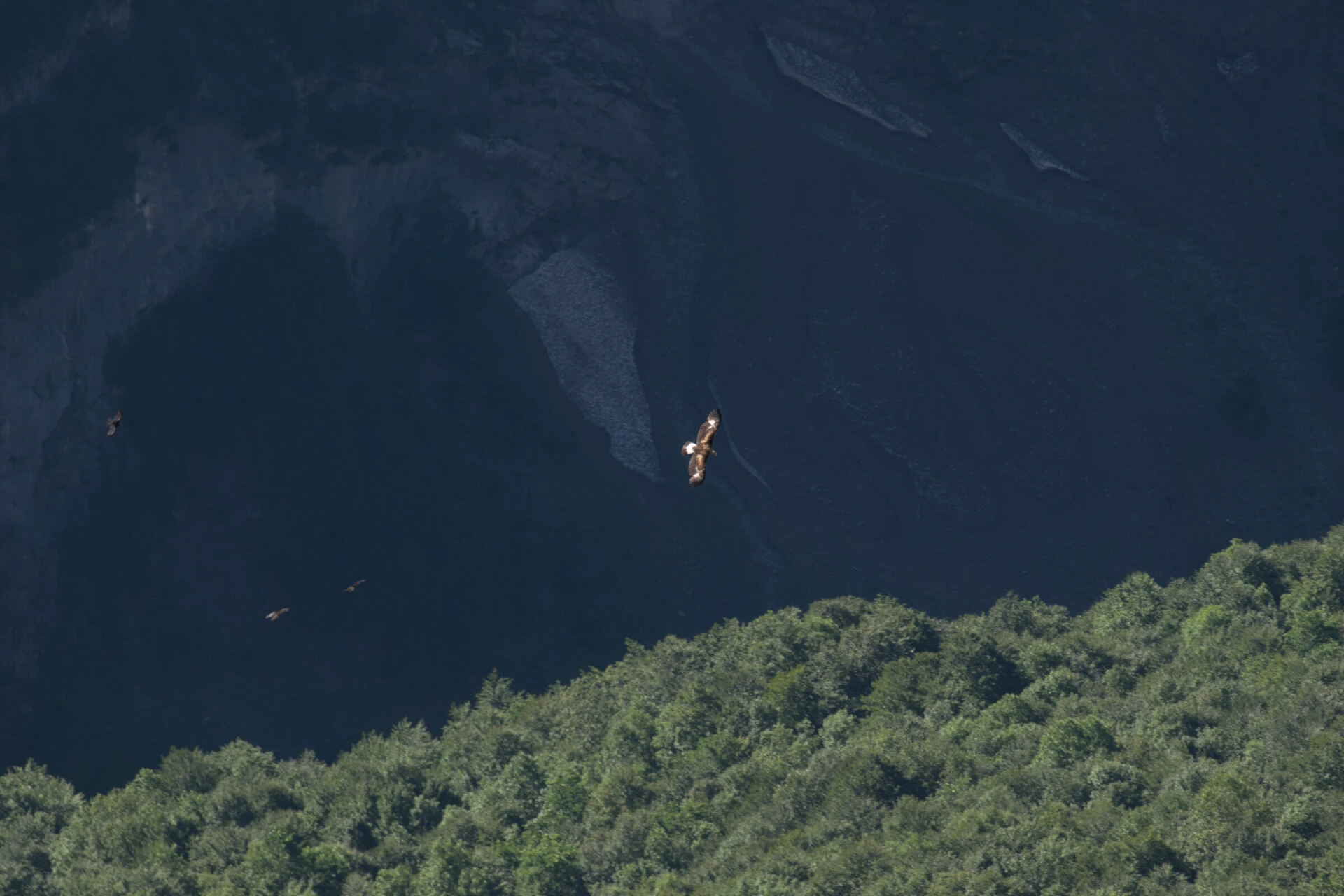 Eagle or vulture?<br><small>How to decide, in the sky and in our heads</small>