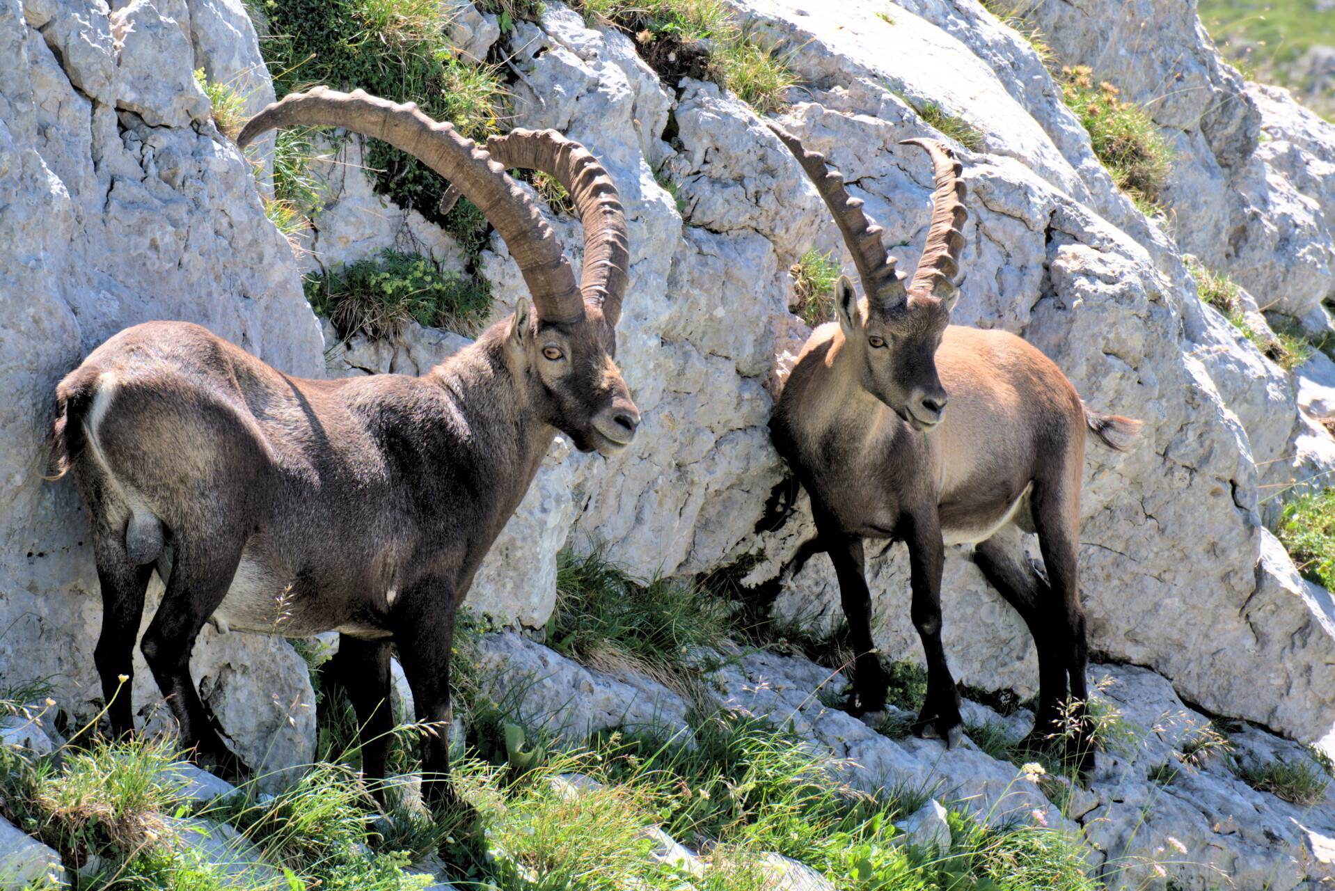 Alpine Ibex