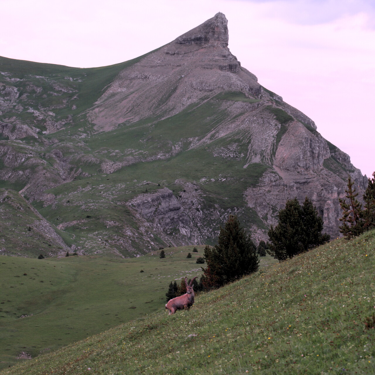 Ibex Grand Veymont