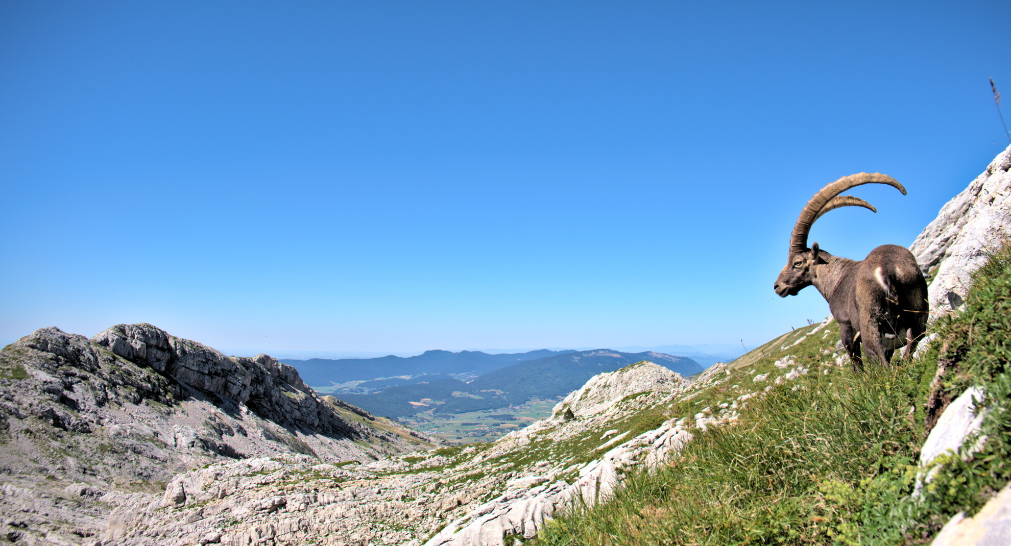 ibex grande moucherolle