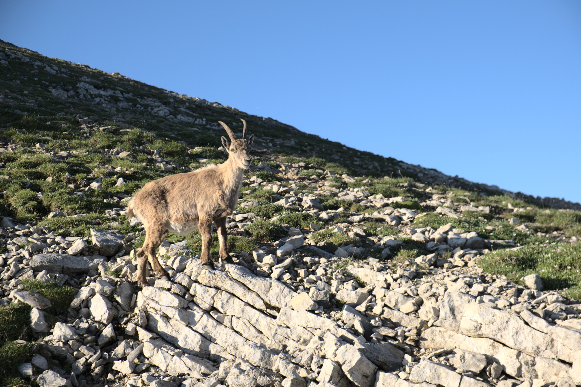 Ibex Vercors summit