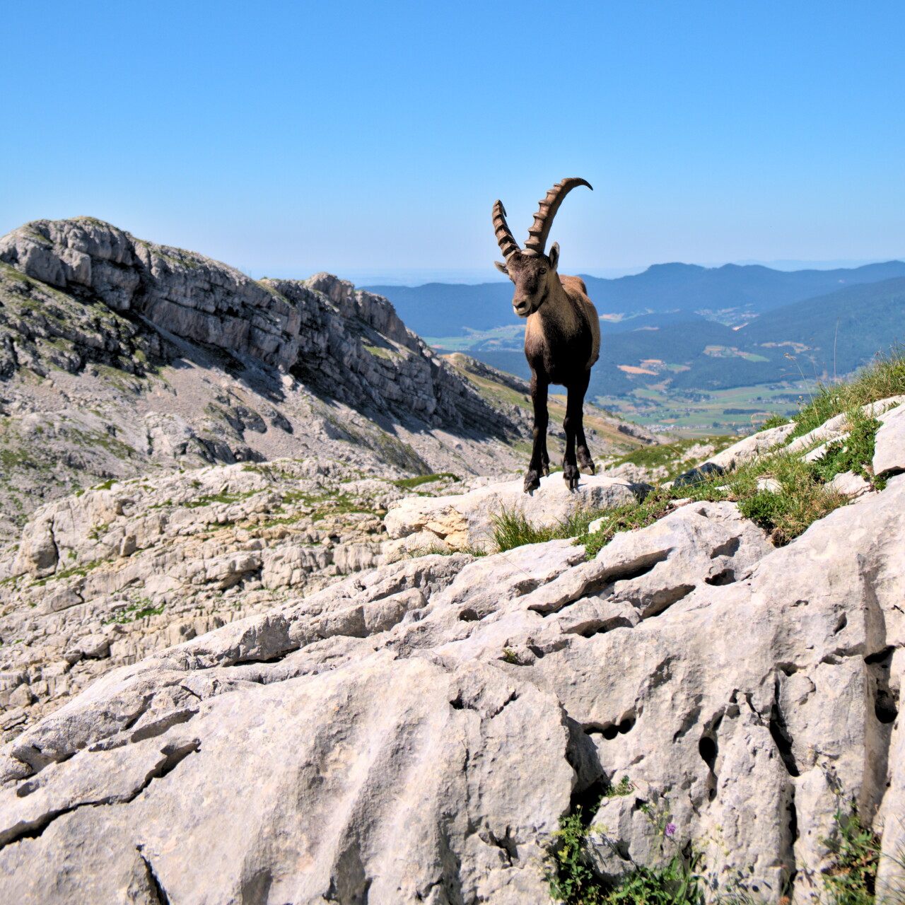 Ibex Villard-de-Lans