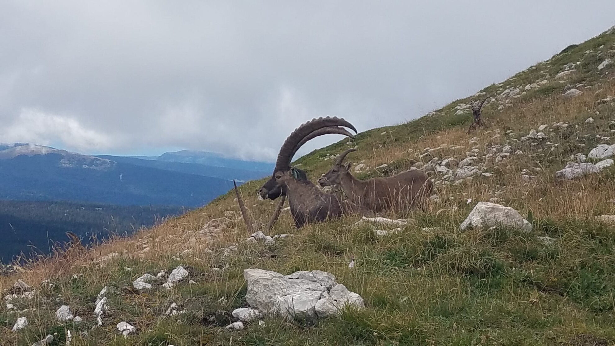 Watching the Ibex of the Vercors