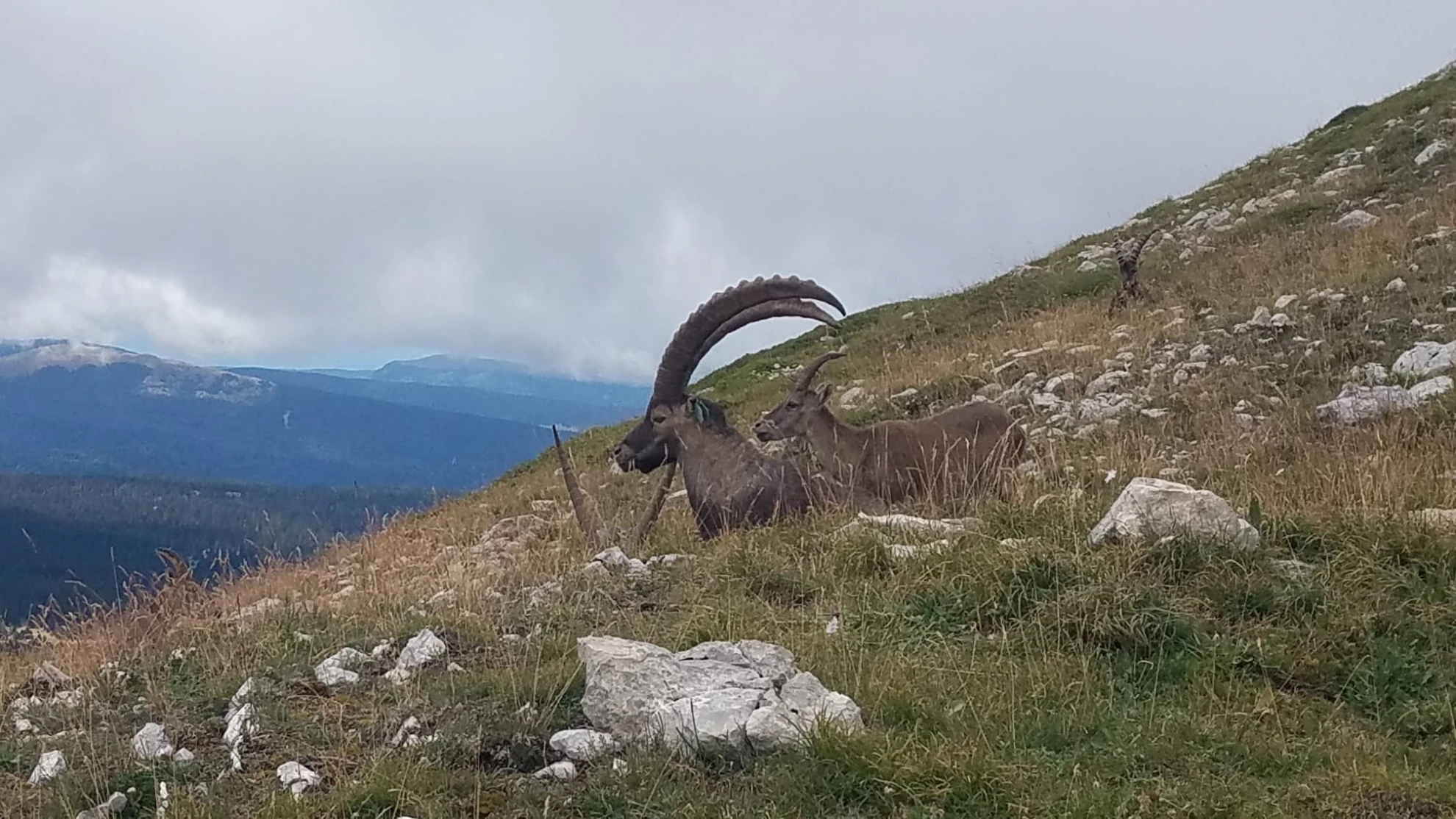 ibex