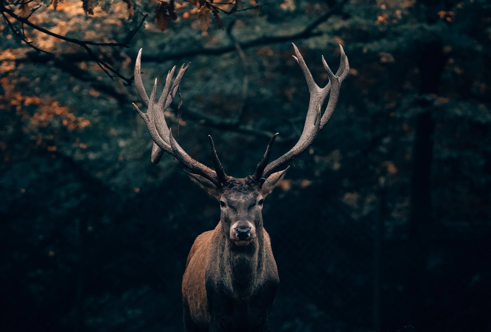 Wildlife of the Vercors<br> Fauna of the Vercors