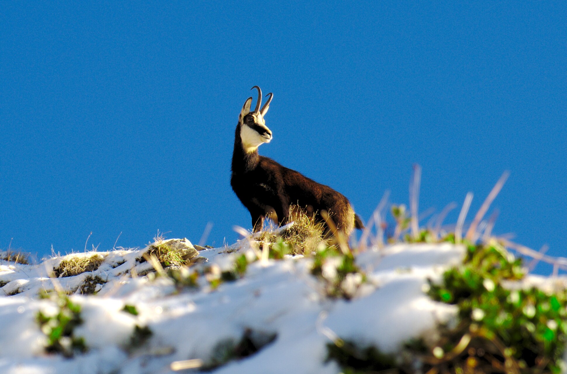 Discovering the Chamois of the Vercors