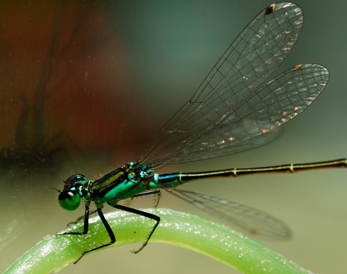 Microscopic journey In search of insects and other tiny creatures