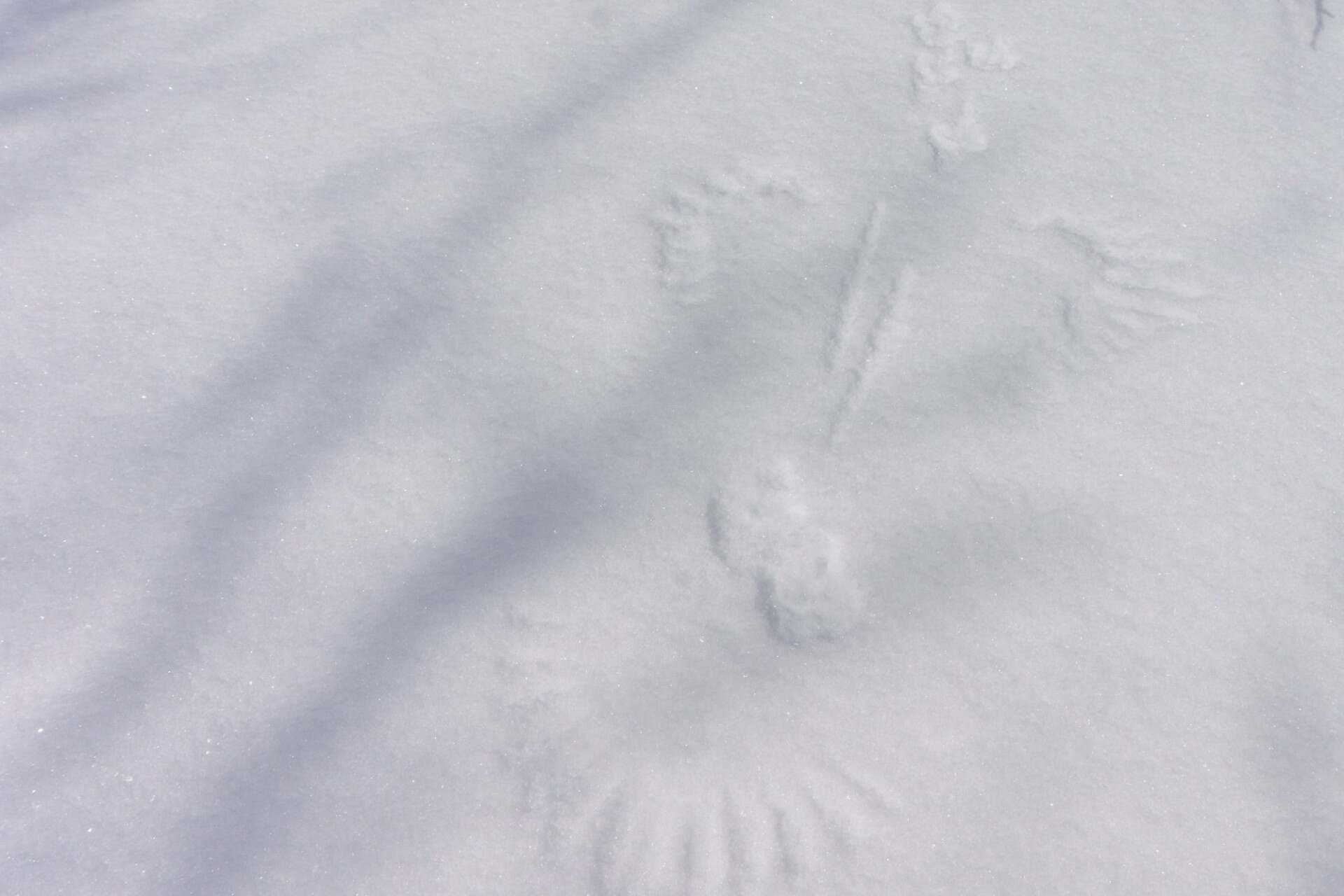 Hike on the trail of Mountain Wildlife