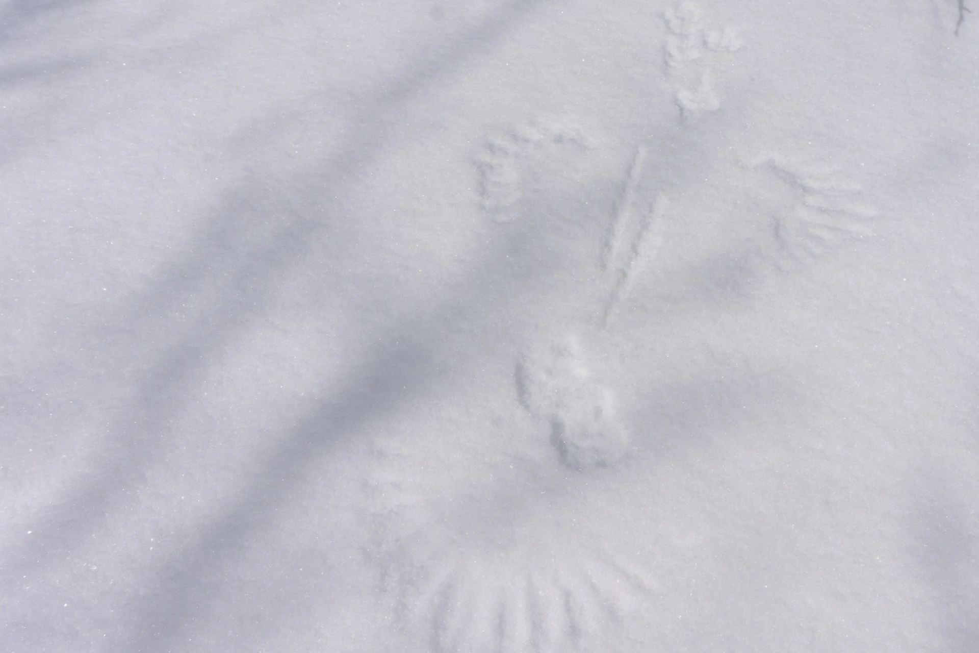 <span class="font-light! text-base!">Hike on the trail of </span><br><strong>Mountain Wildlife</strong>