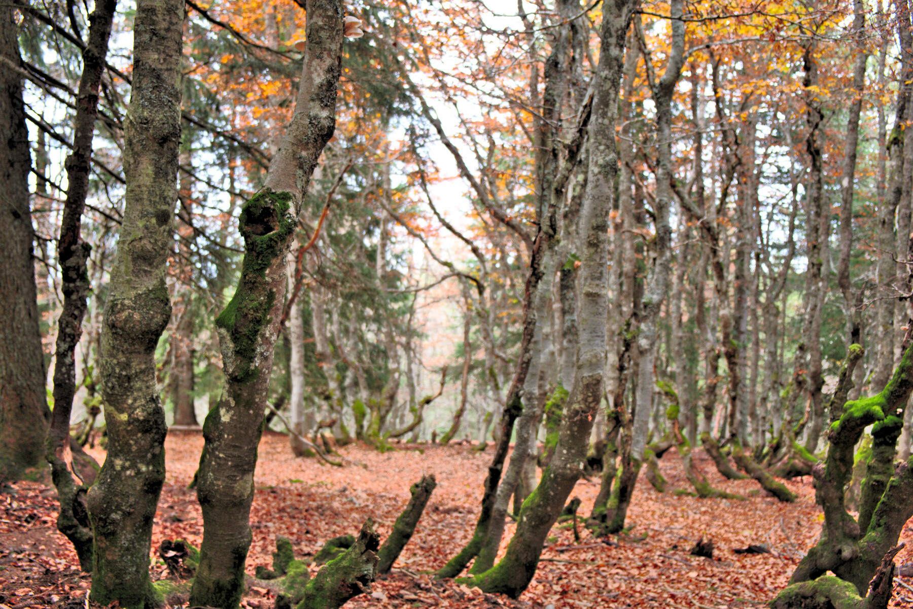 Isère: Sensitive Natural Areas, Écouges, Herretang peat bog