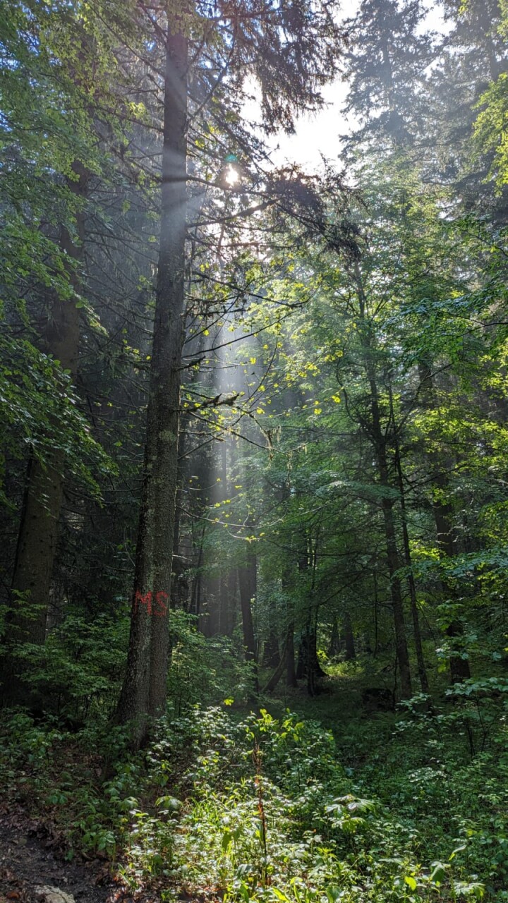 mixed forest (2)