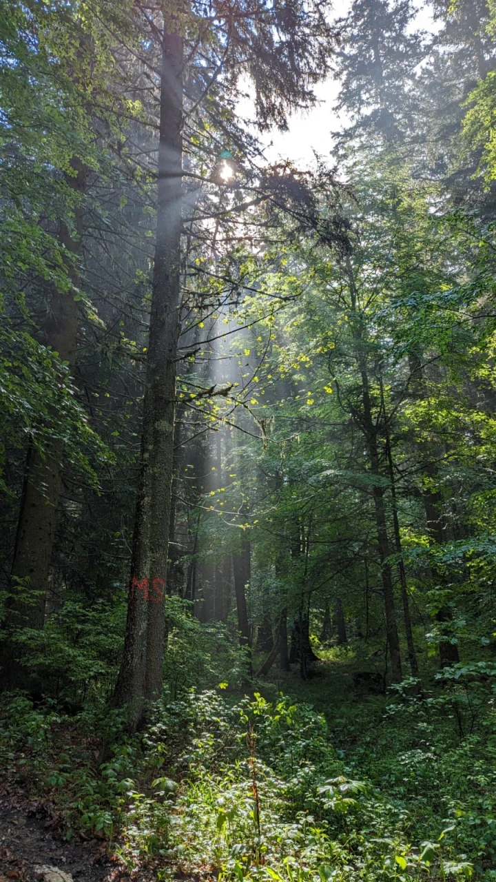 mixed forest (2)