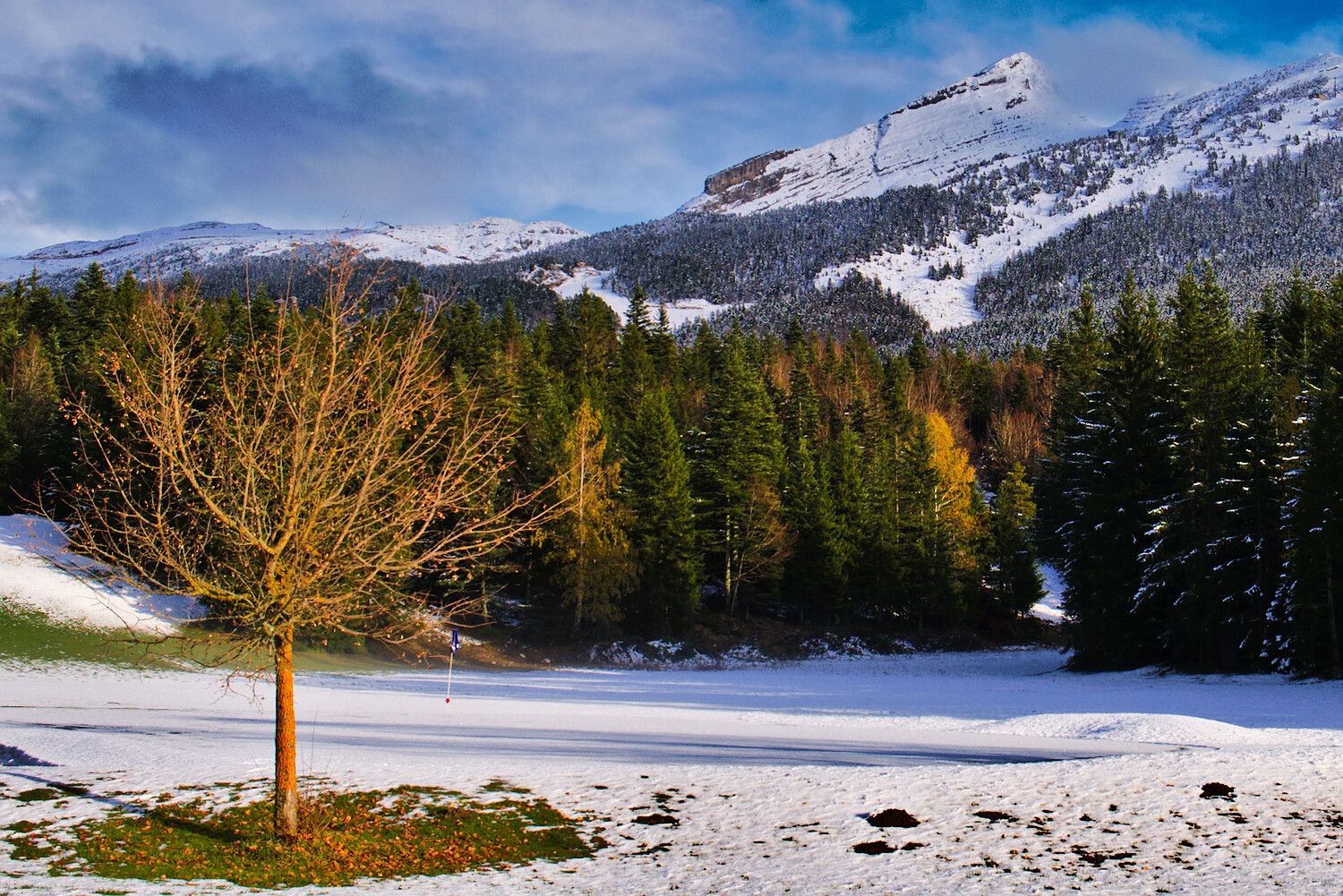 grande moucherolle autumn snow