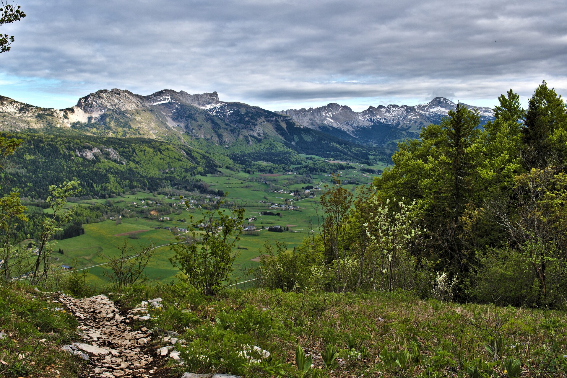 Grande Moucherolle from Lans-en-Vercors