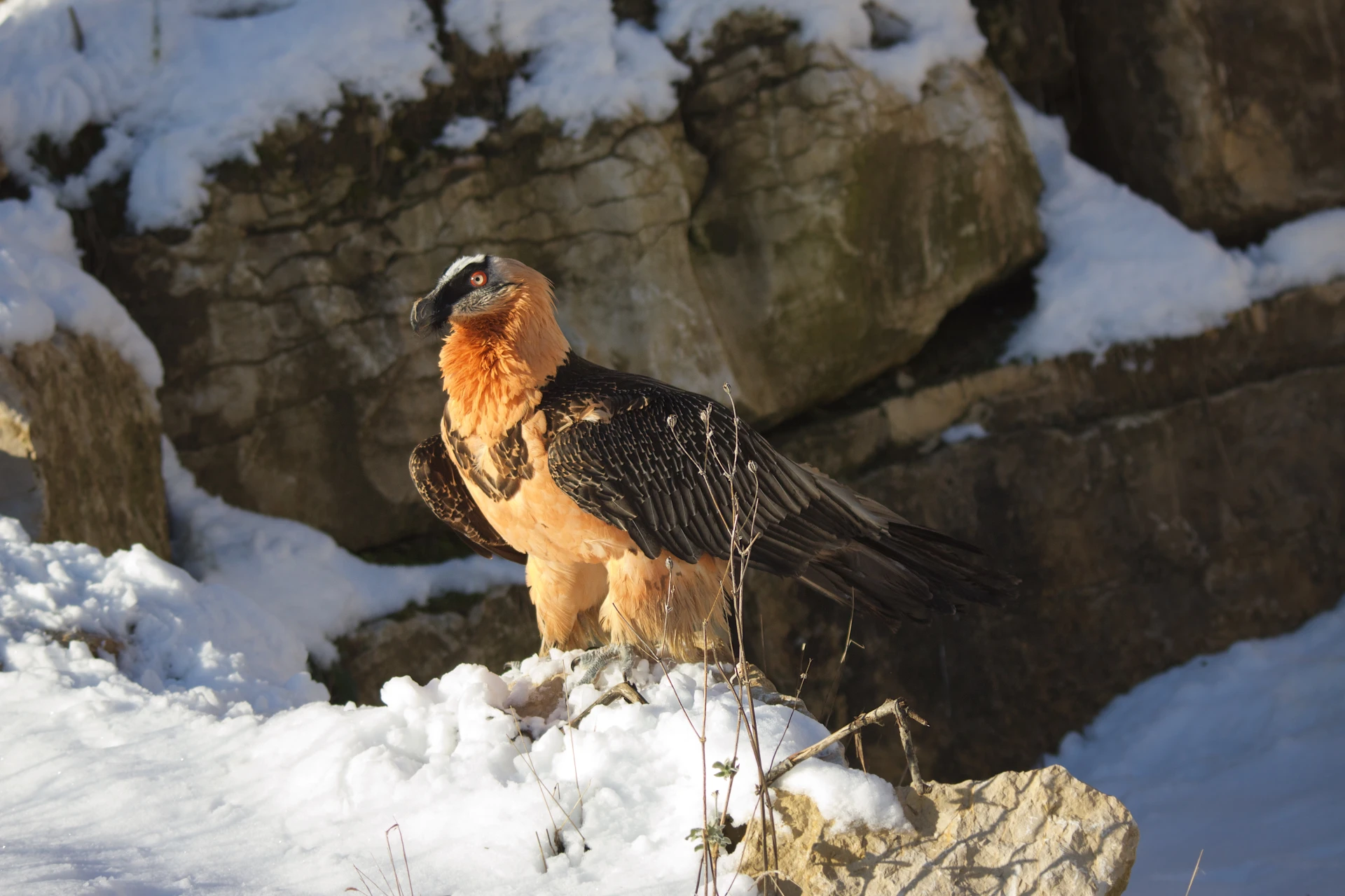 The bearded vulture<br><small>in the Vercors and the Alps</small>