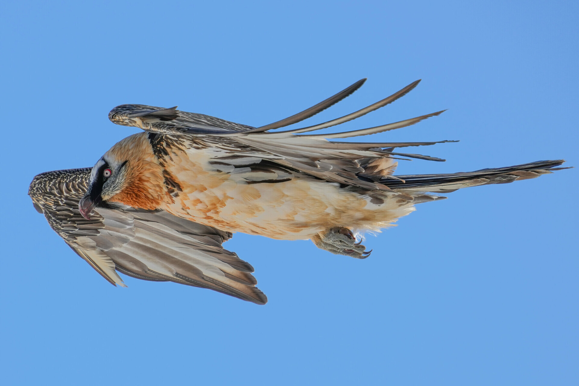 Bearded vulture in flight, diamond silhouette
