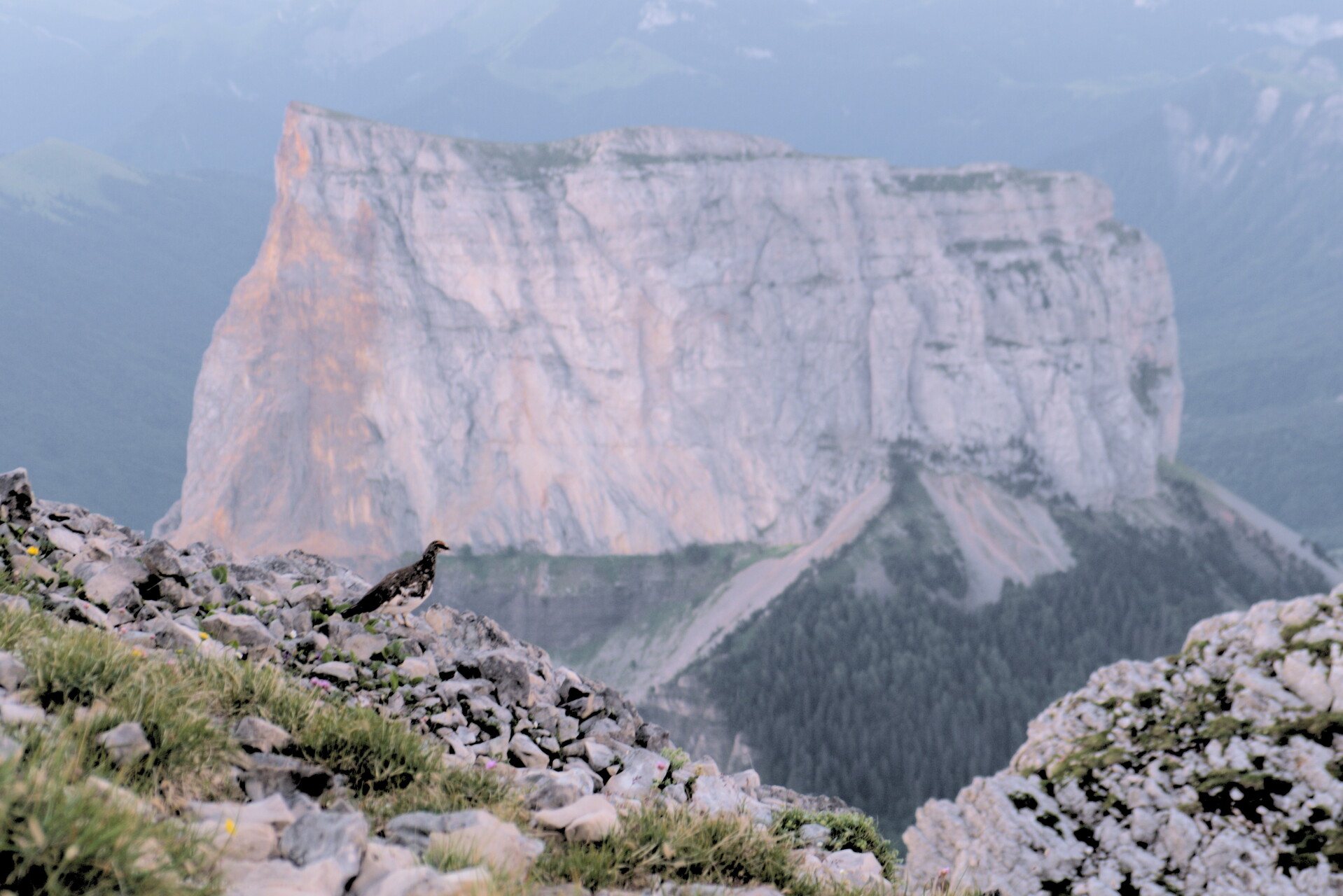 Ptarmigan Grand Veymont