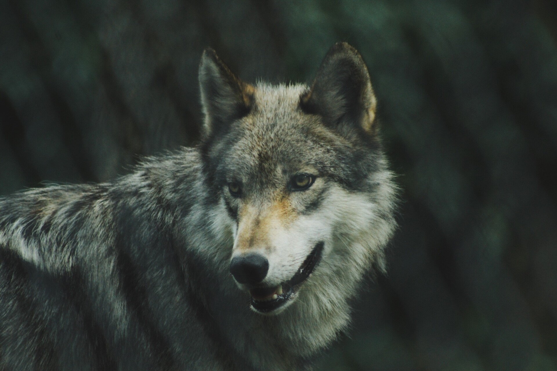 Wolves of the Vercors