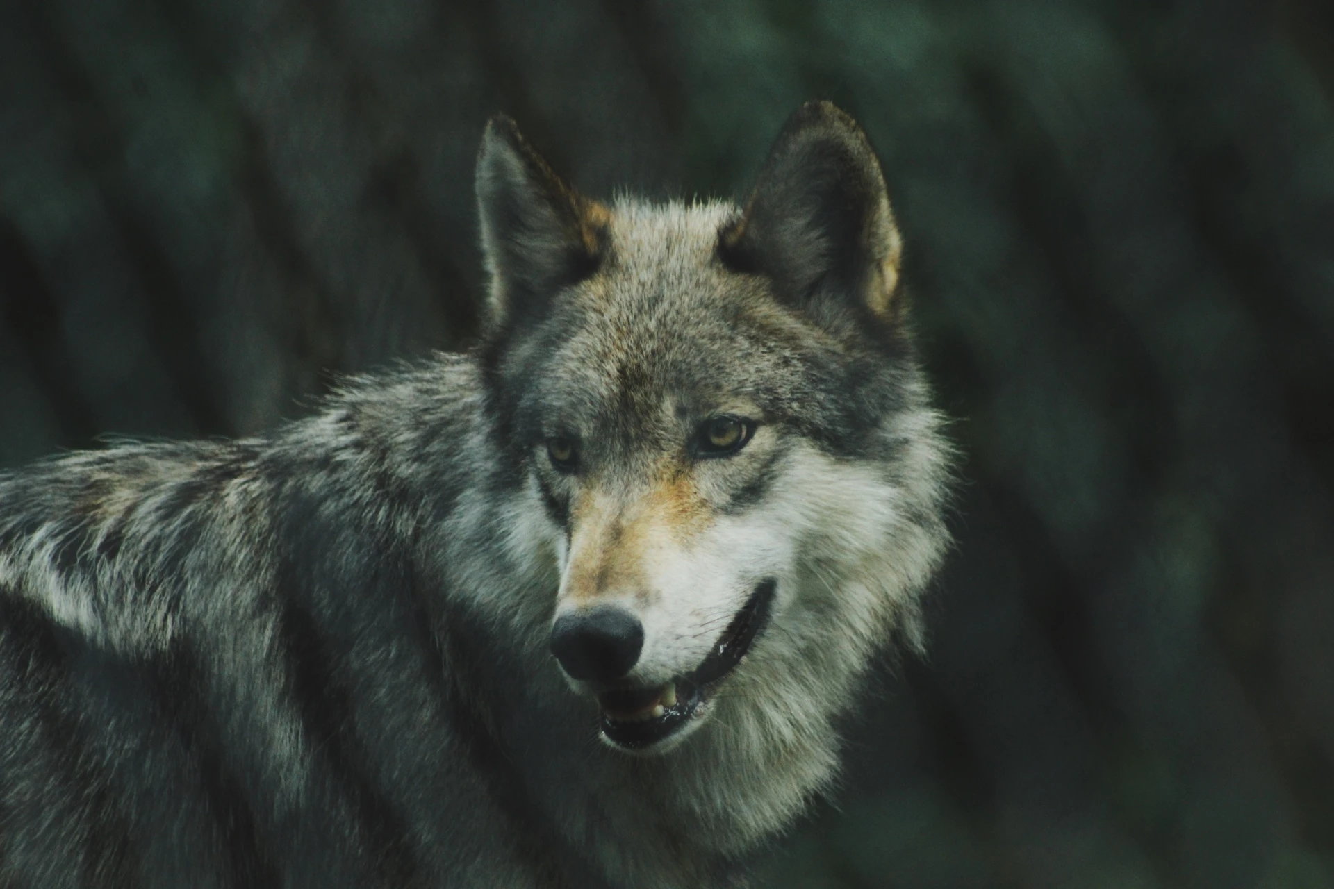 <span class="font-light! text-base!">On the trail of the</span><br>Wolves of the Vercors