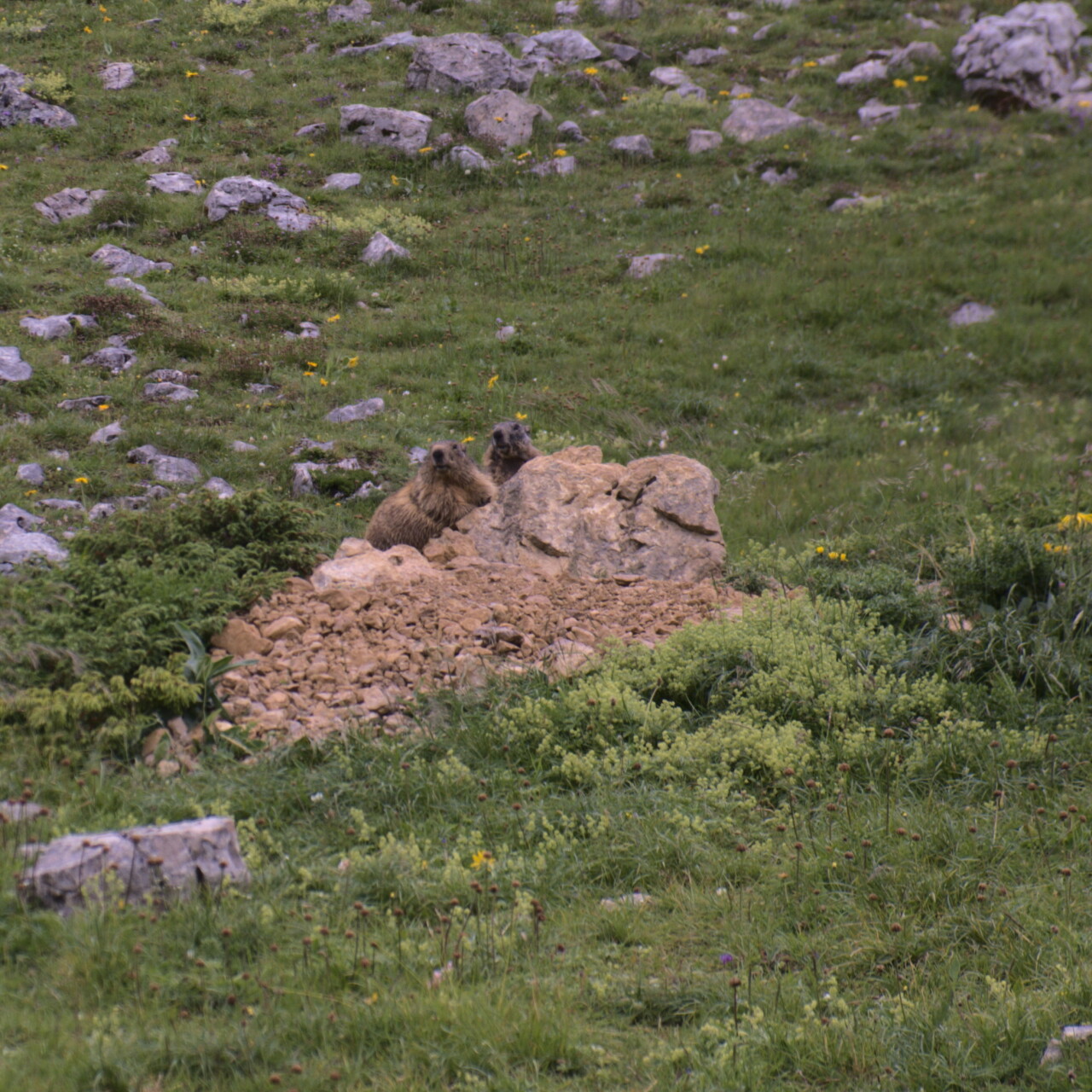 Marmot Grand Veymont
