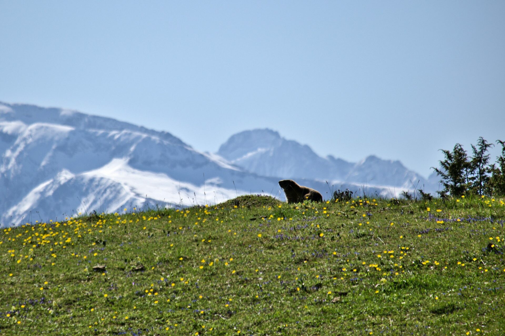 Marmot La Molière