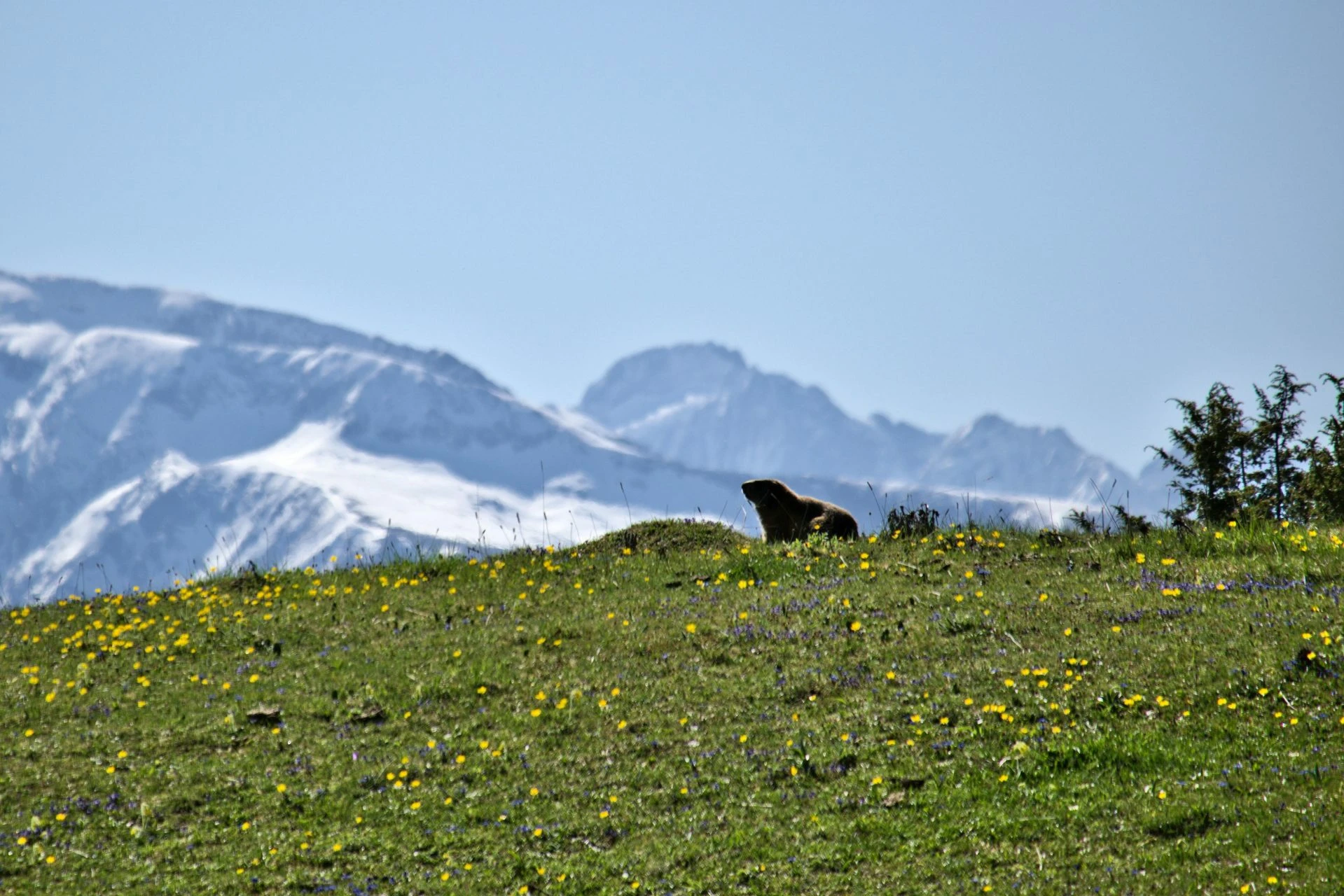 Marmot La Molière