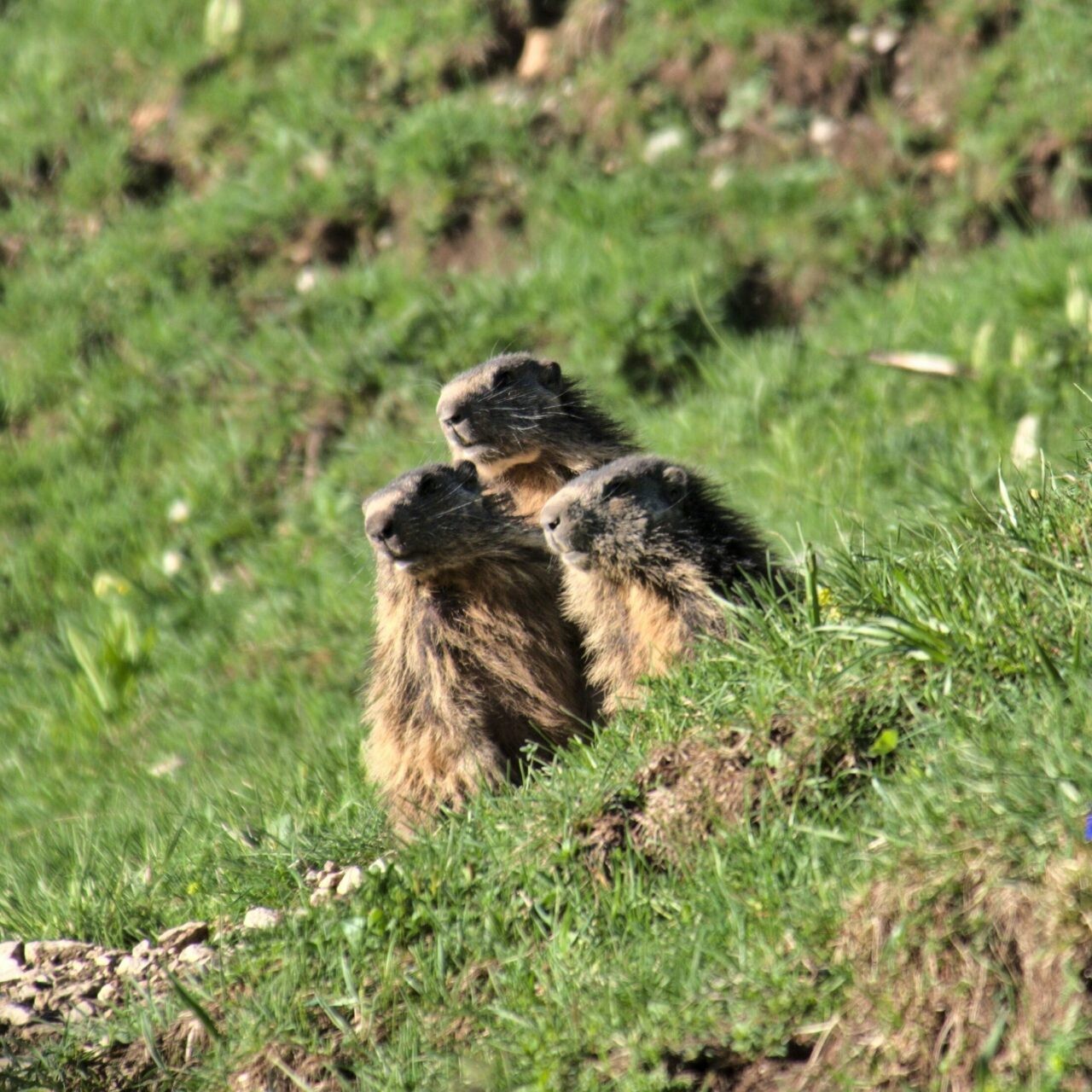 Vercors marmot
