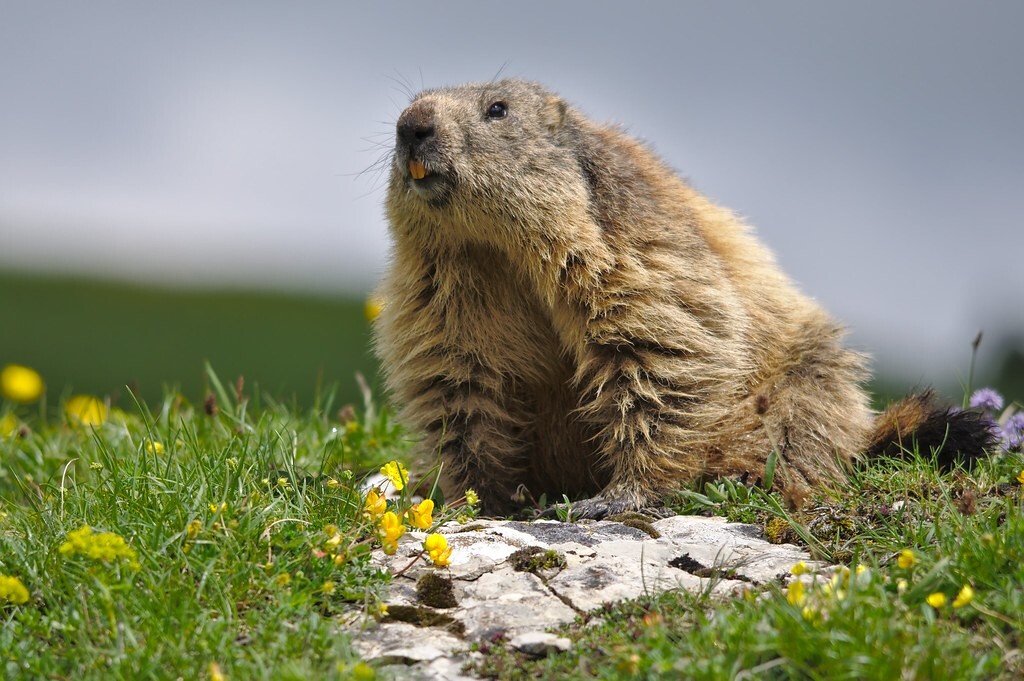 The marmot