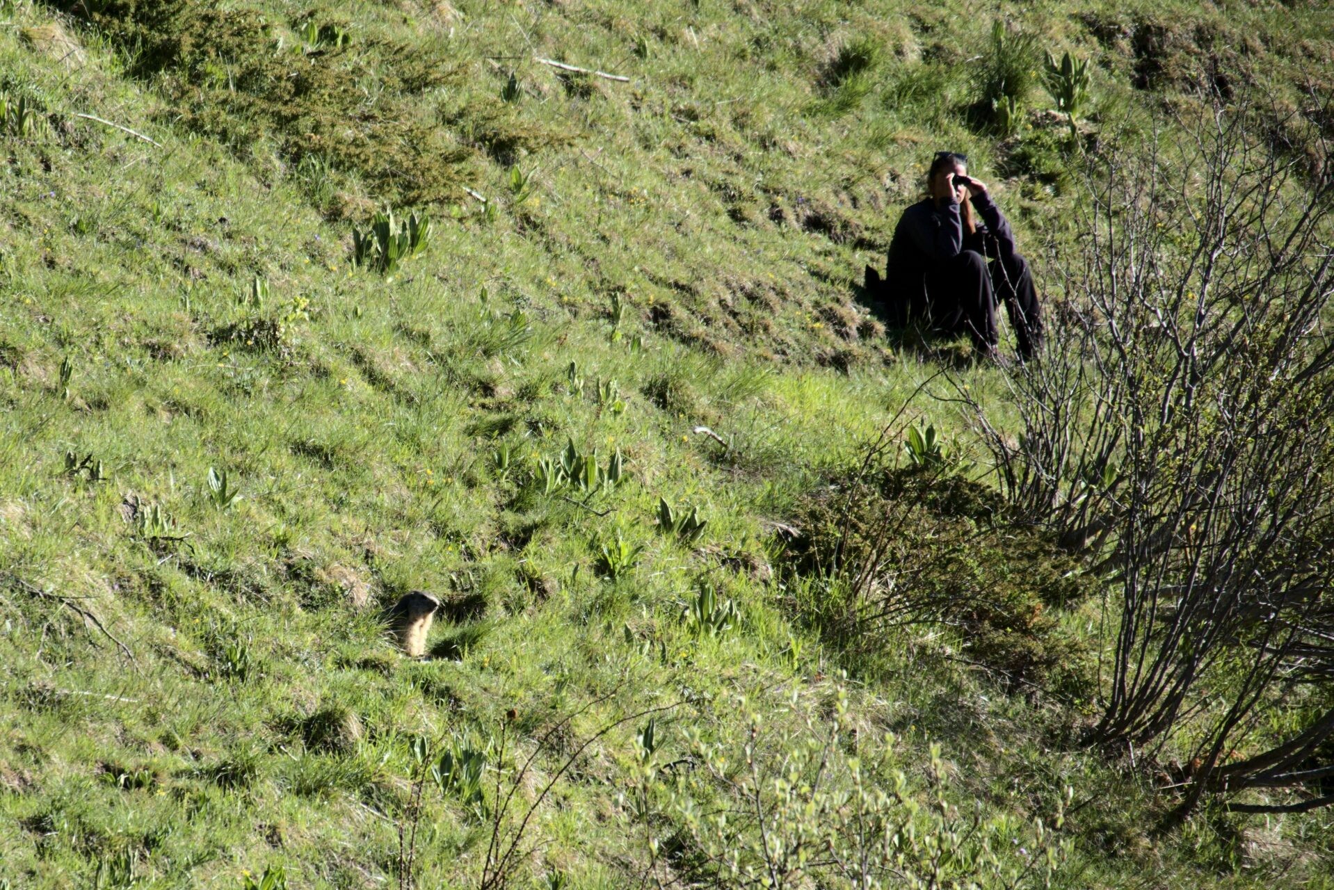 marmot observation