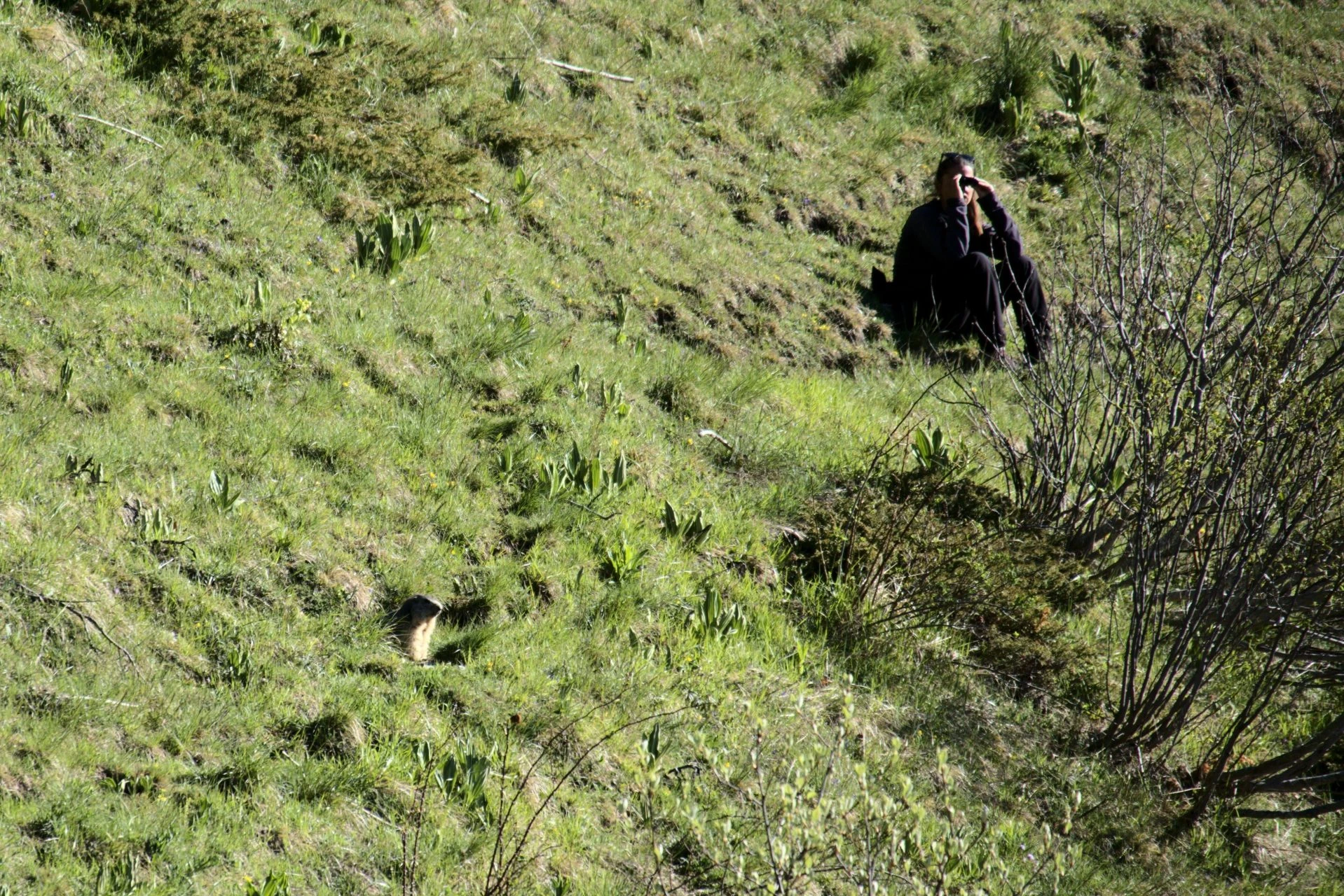 marmot observation