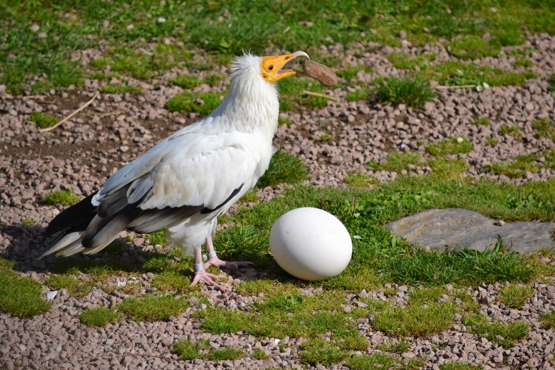 Egyptian vulture using a stone to crack an egg