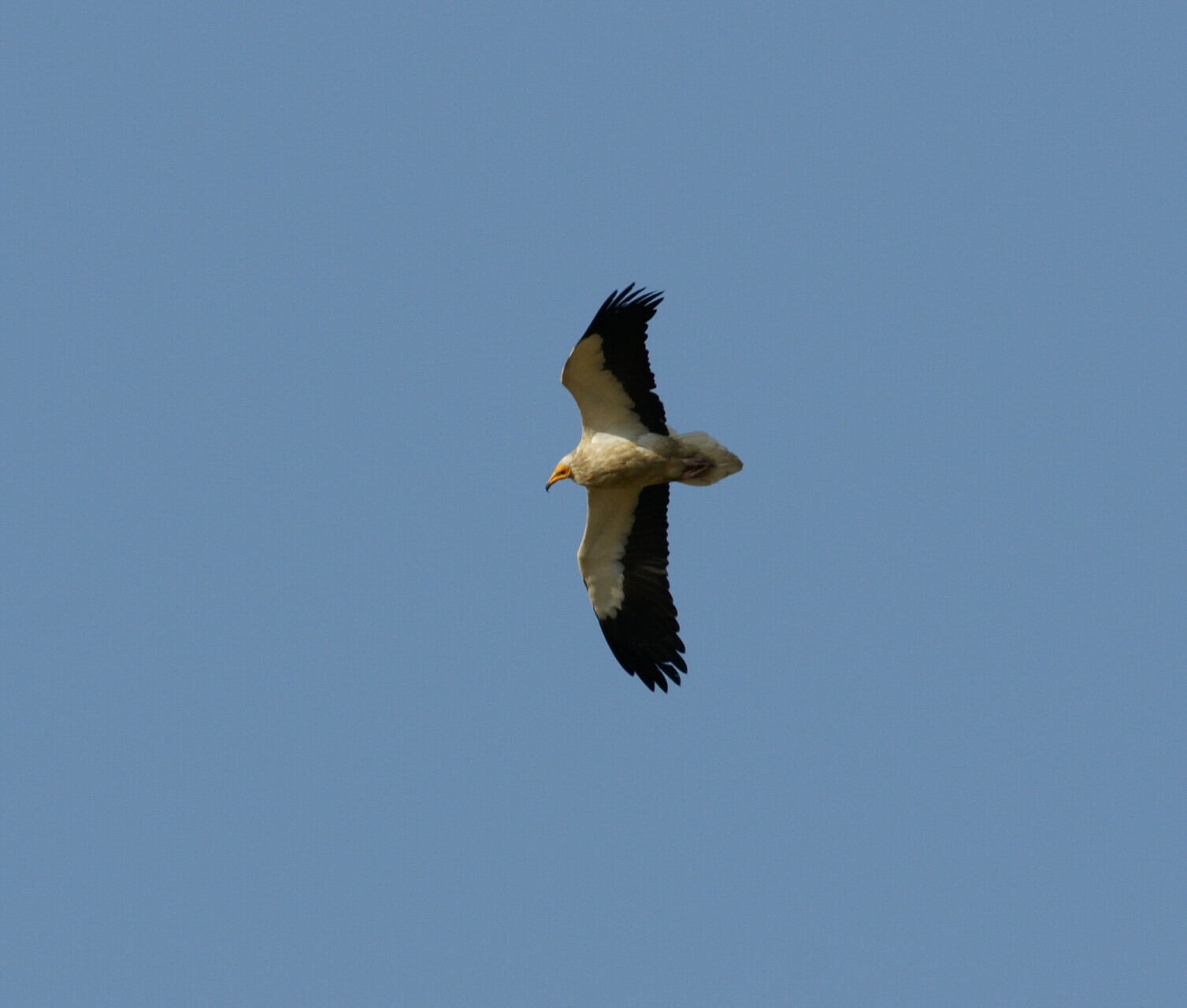 The Egyptian vulture Neophron percnopterus