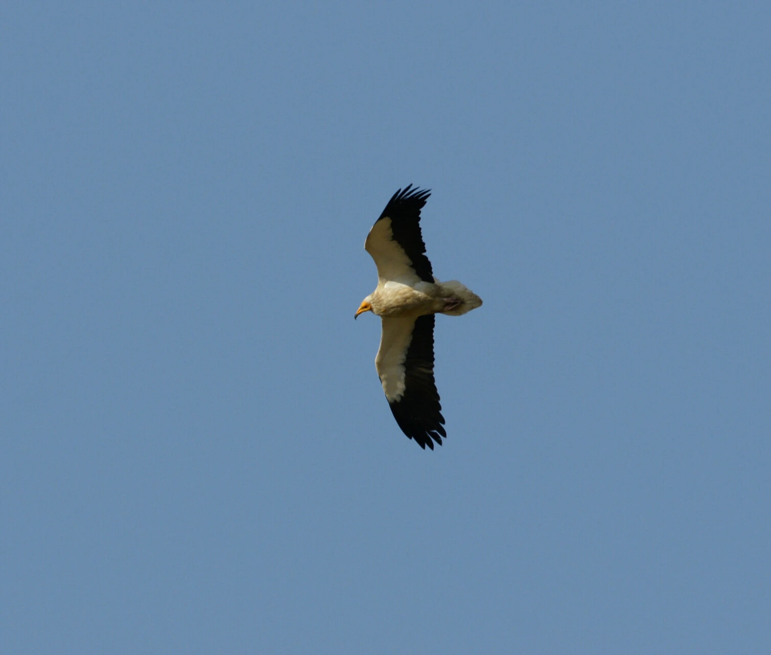 The Egyptian vulture<br><small>Neophron percnopterus</small>