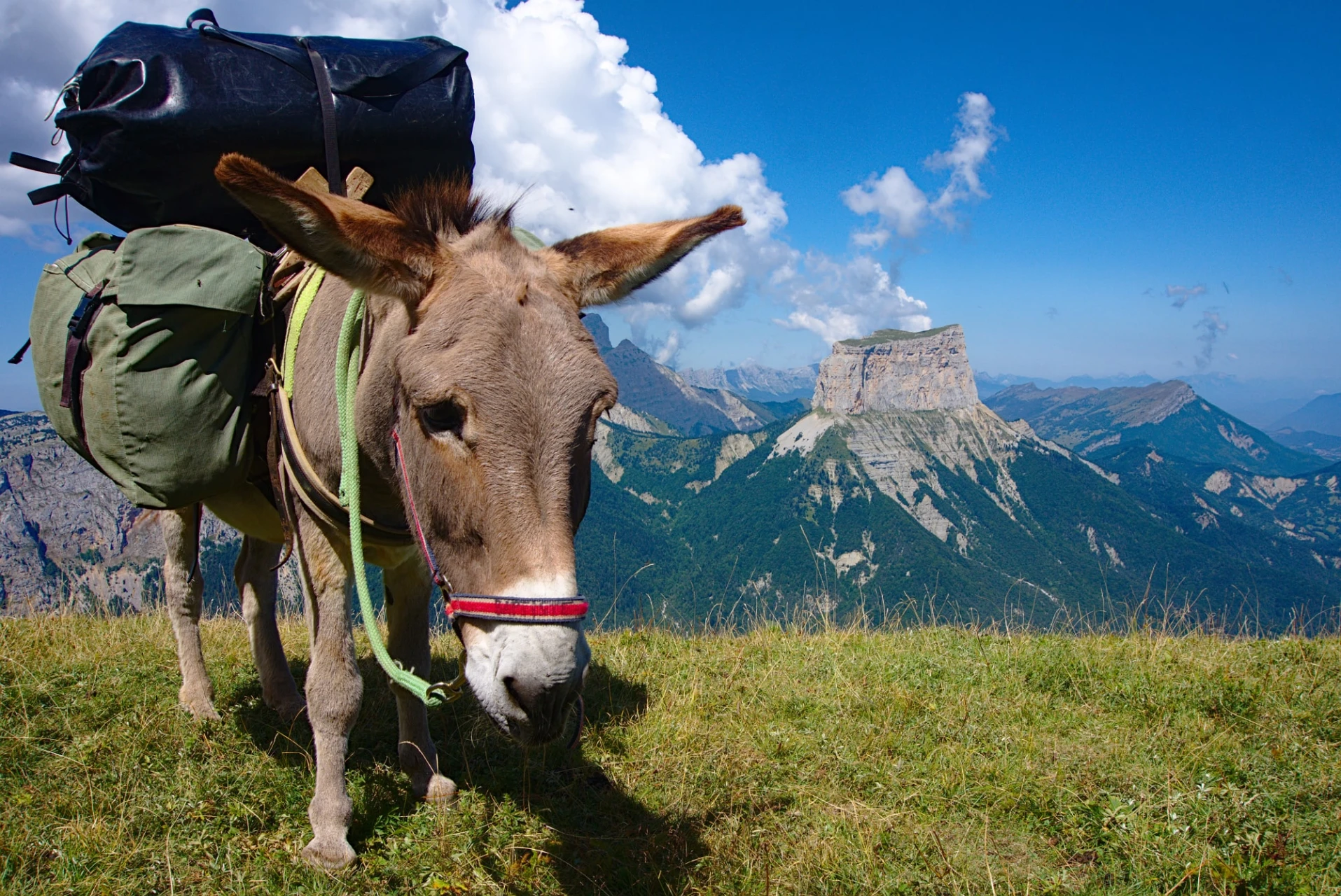 Hiking with a Donkey<br> in the Alps / Vercors