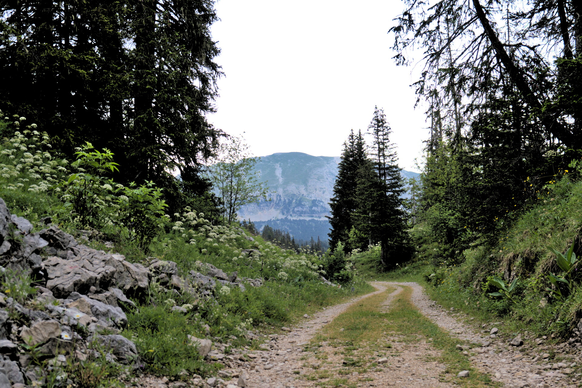 Combeau forest road
