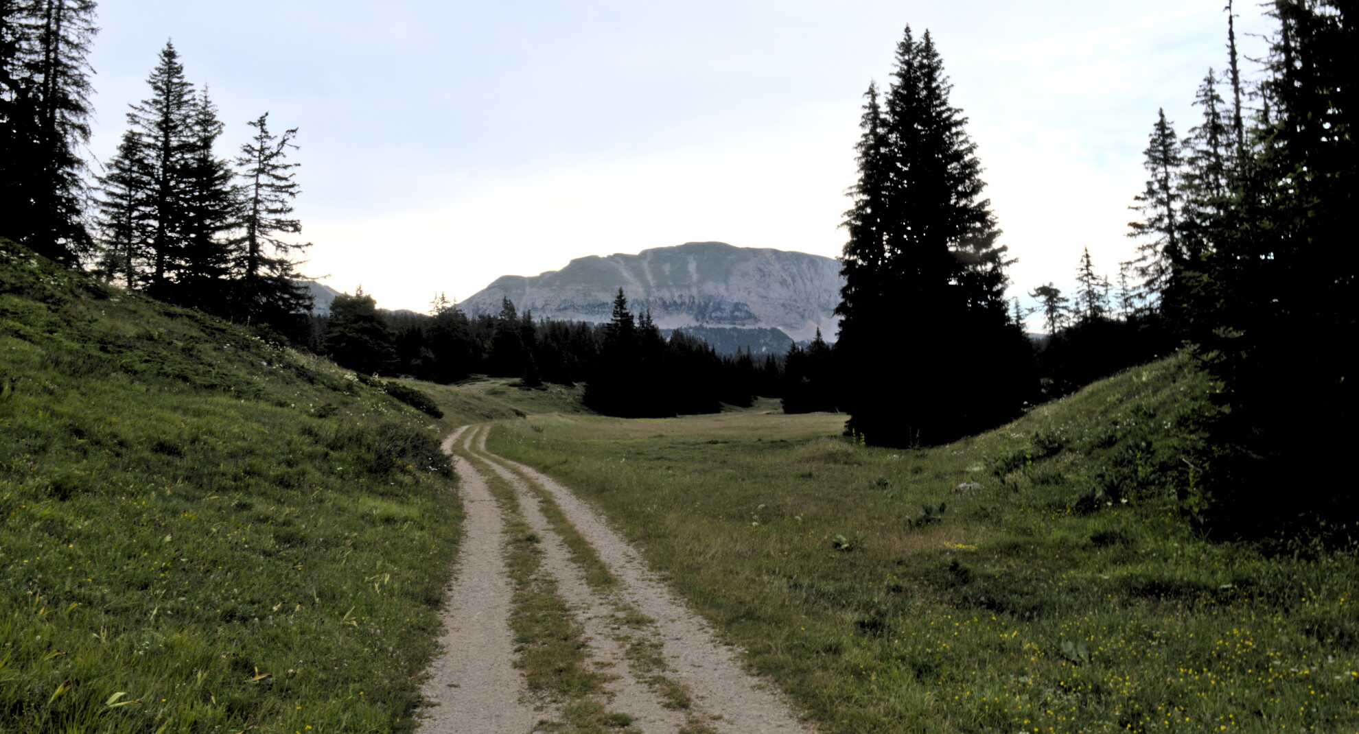 Rachier forest road