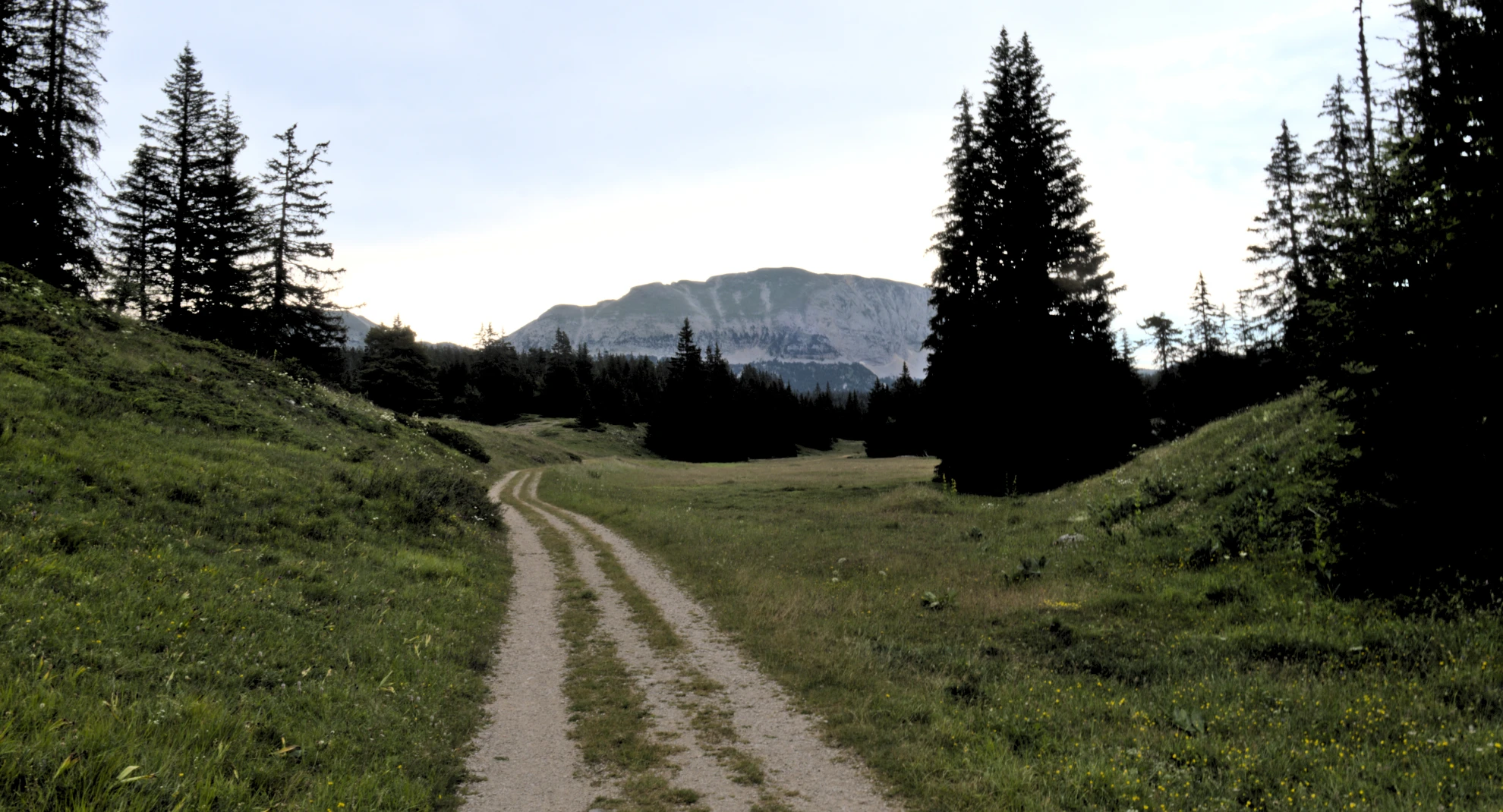 Rachier forest road