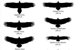 Silhouettes of the four western European vultures