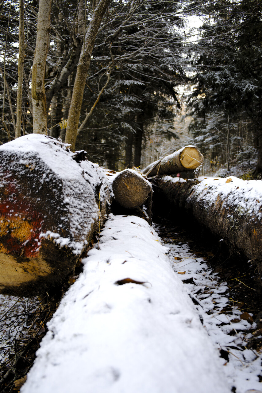 sylviculture hiver vercors