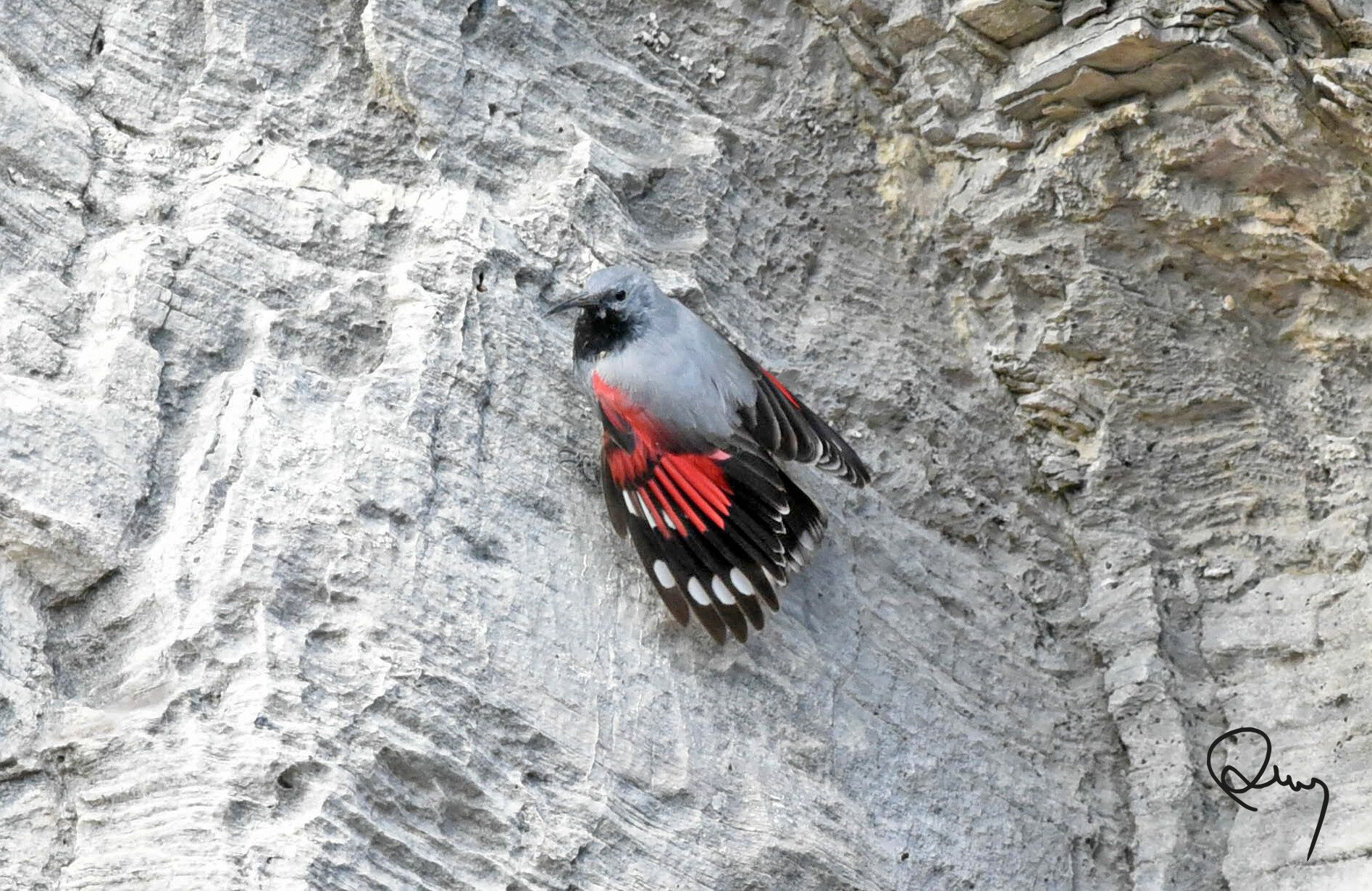 Wallcreeper
