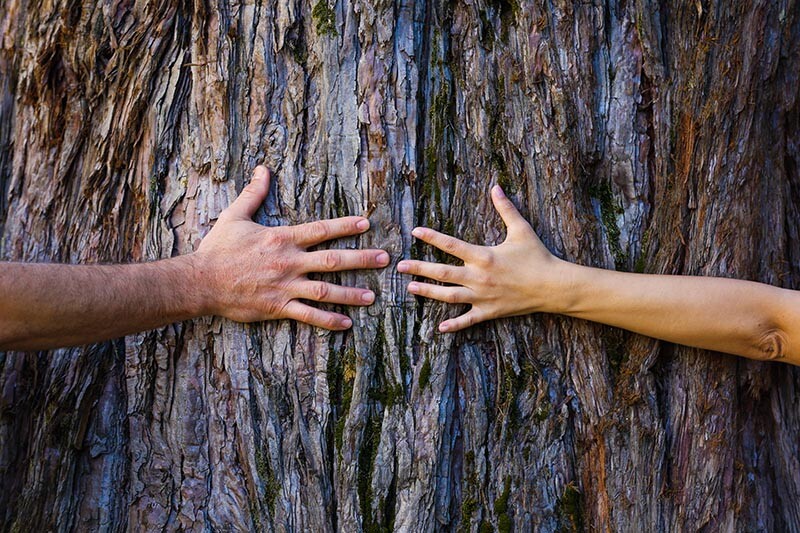 Sylvotherapy & Forest Bathing in the Vercors – wellbeing