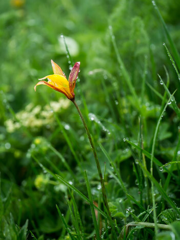 Southern Tulip