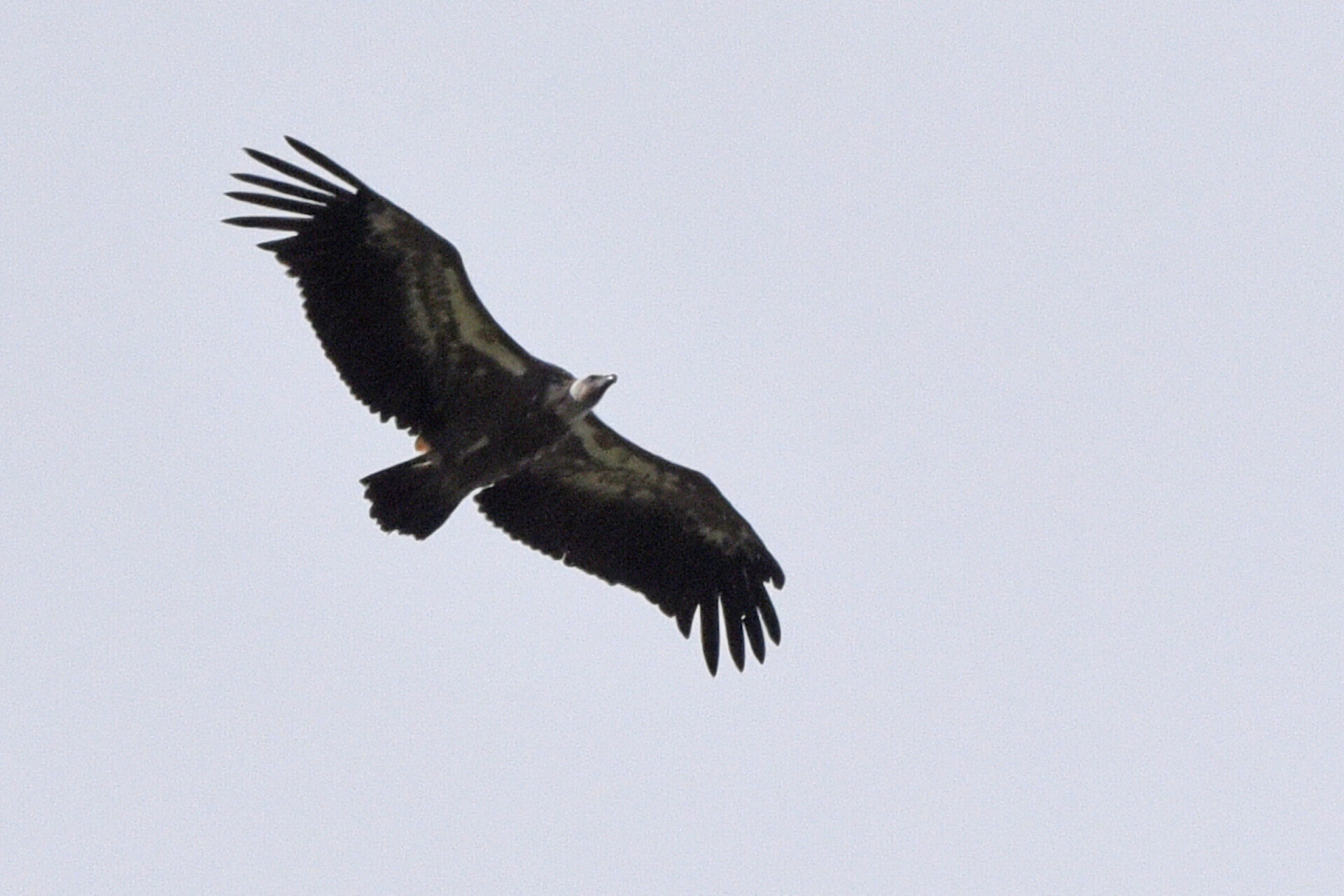 The griffon vulture in the Vercors
