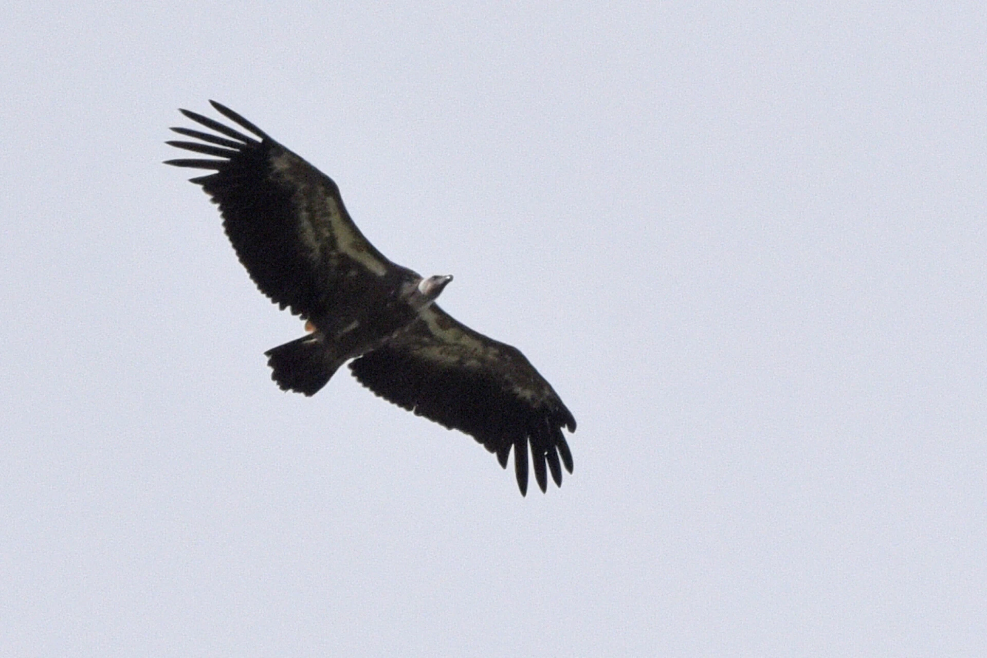The griffon vulture<br><small>in the Vercors</small>