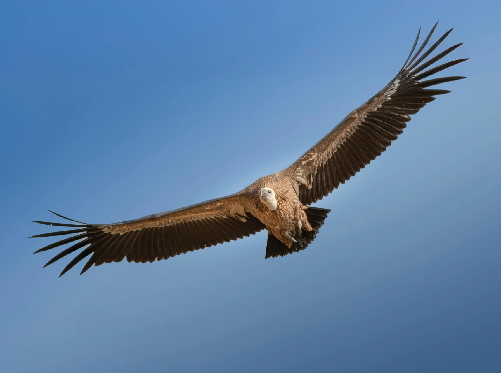 Vultures of the Vercors<br><small>Four species, one sky</small>