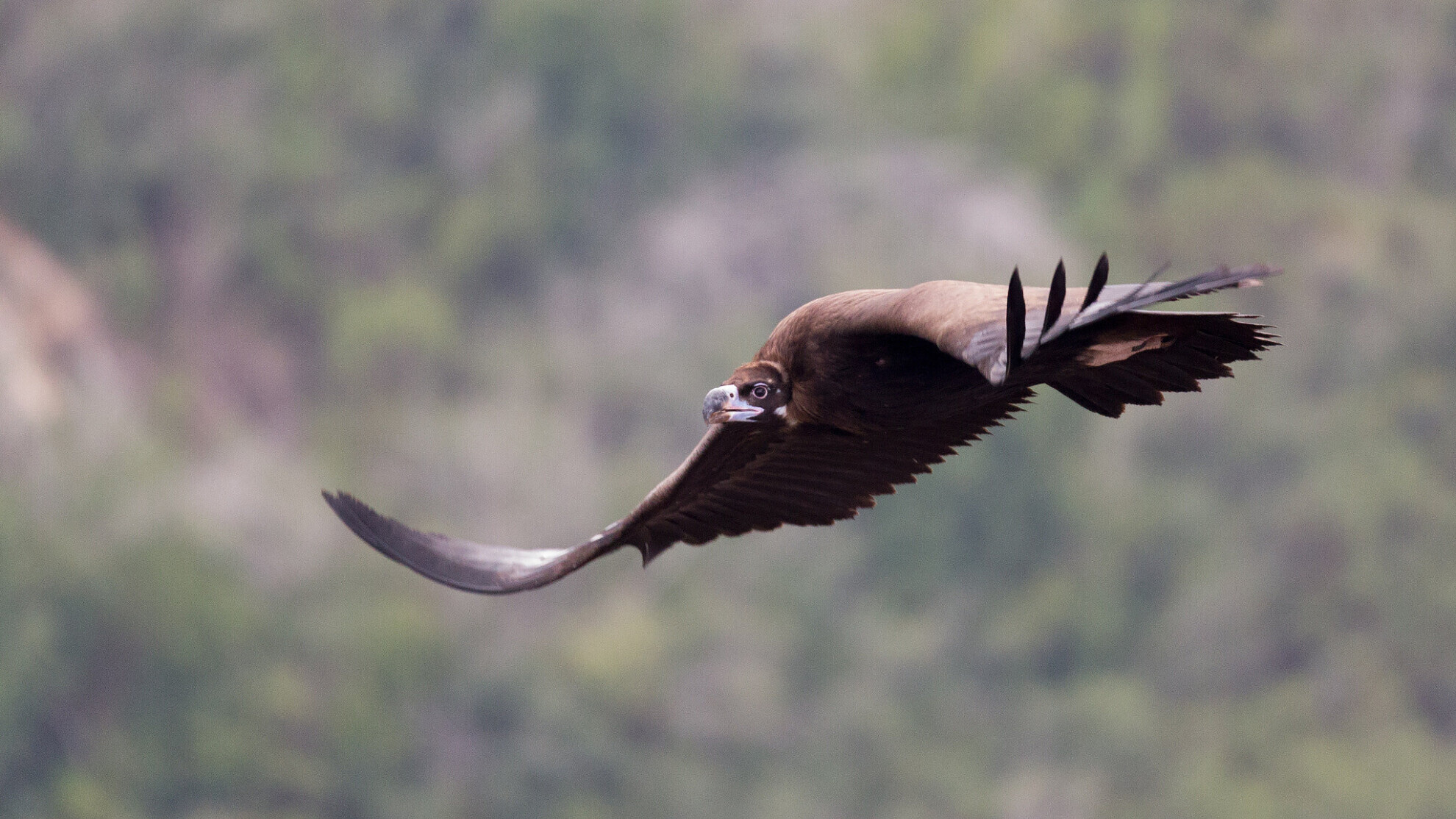 Cinereous vulture in flight, view from below