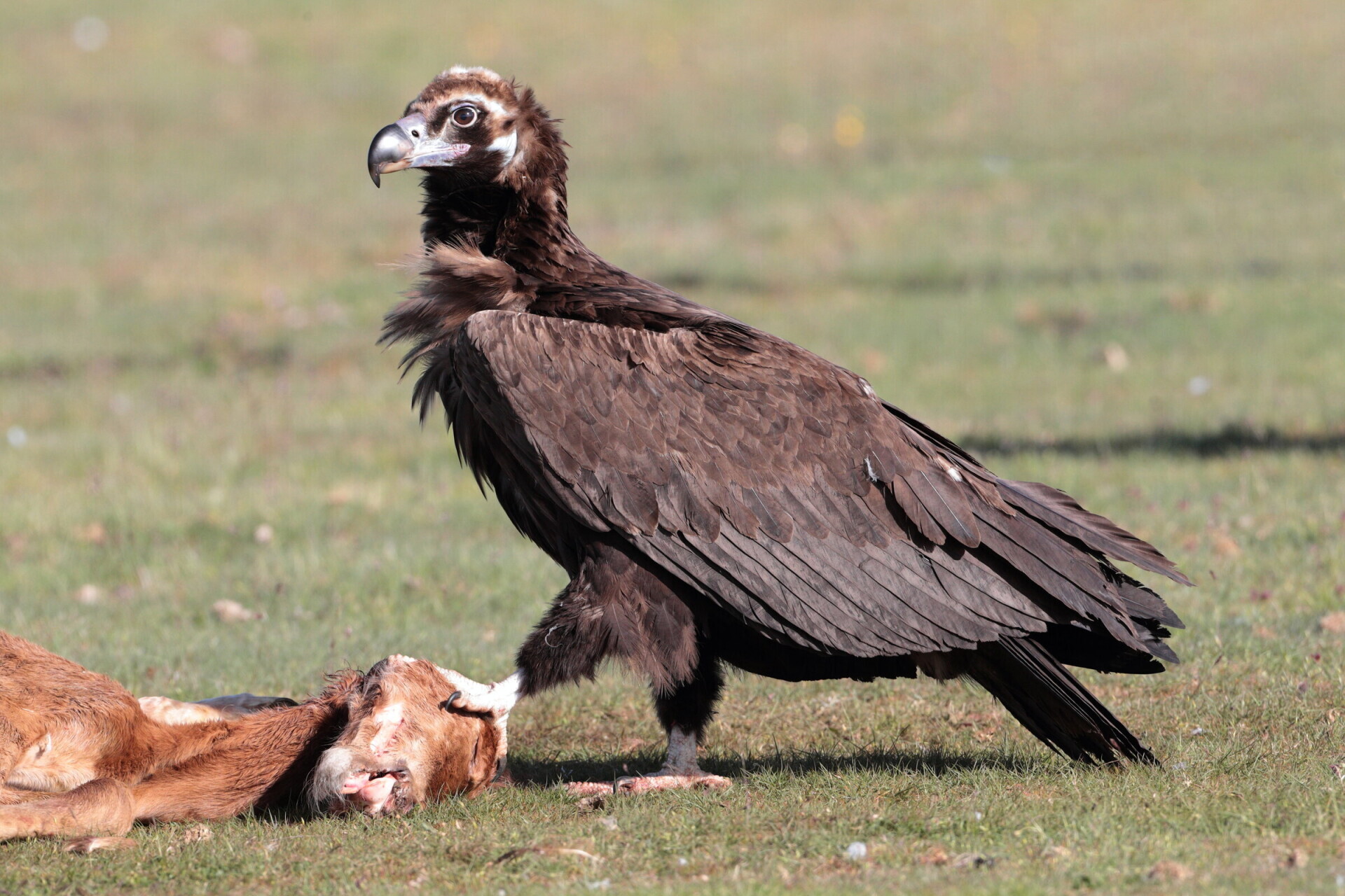 The cinereous vulture Aegypius monachus