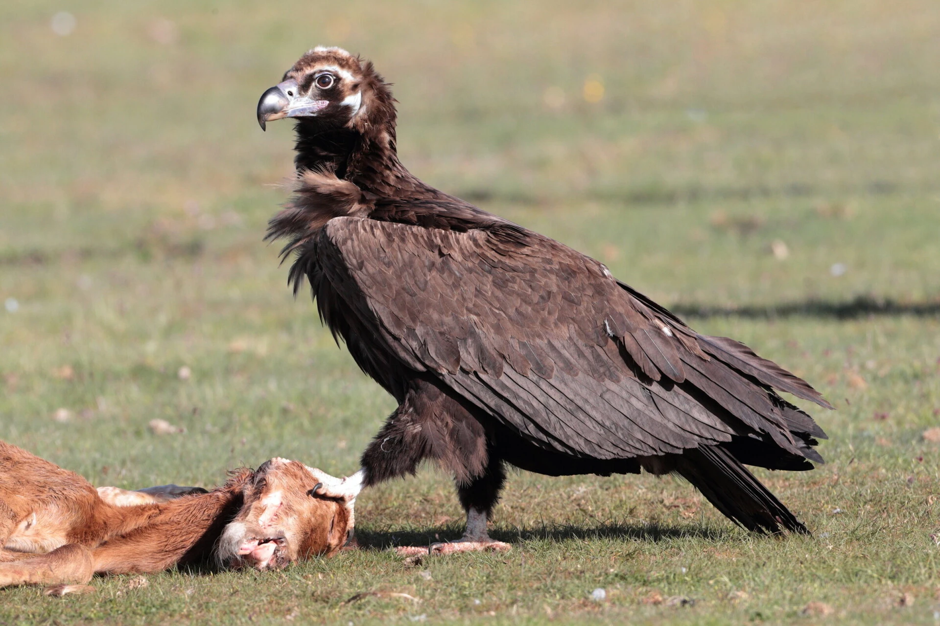 The cinereous vulture<br><small>Aegypius monachus</small>