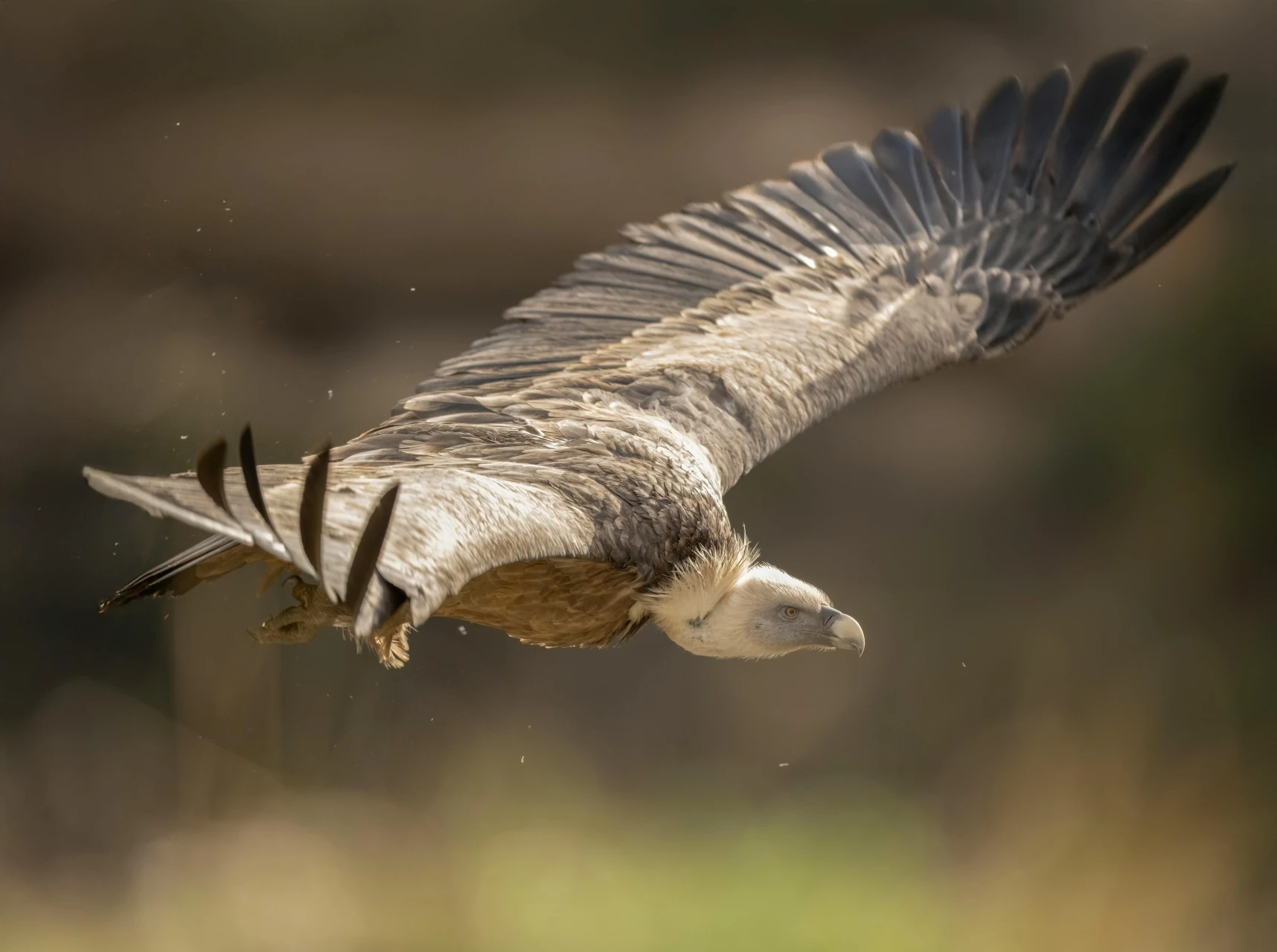 Watching vultures in the Vercors<br><small>A spot notebook</small>